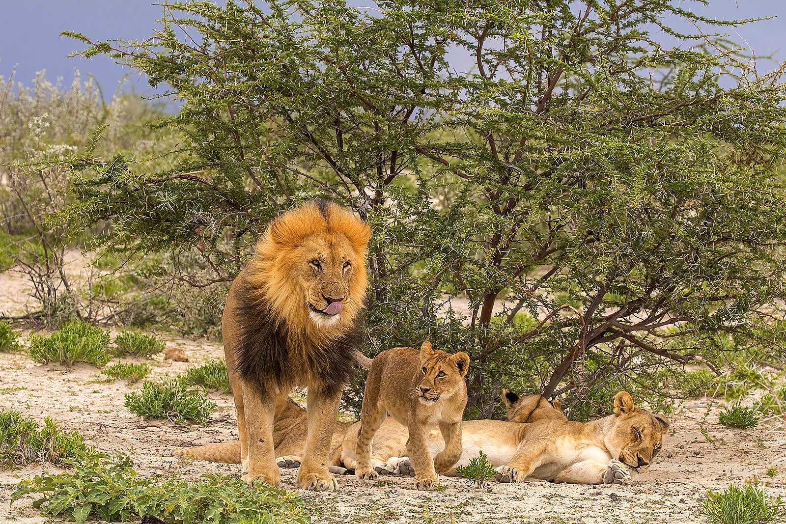 Lion pride in Etosha National Park, Namibia