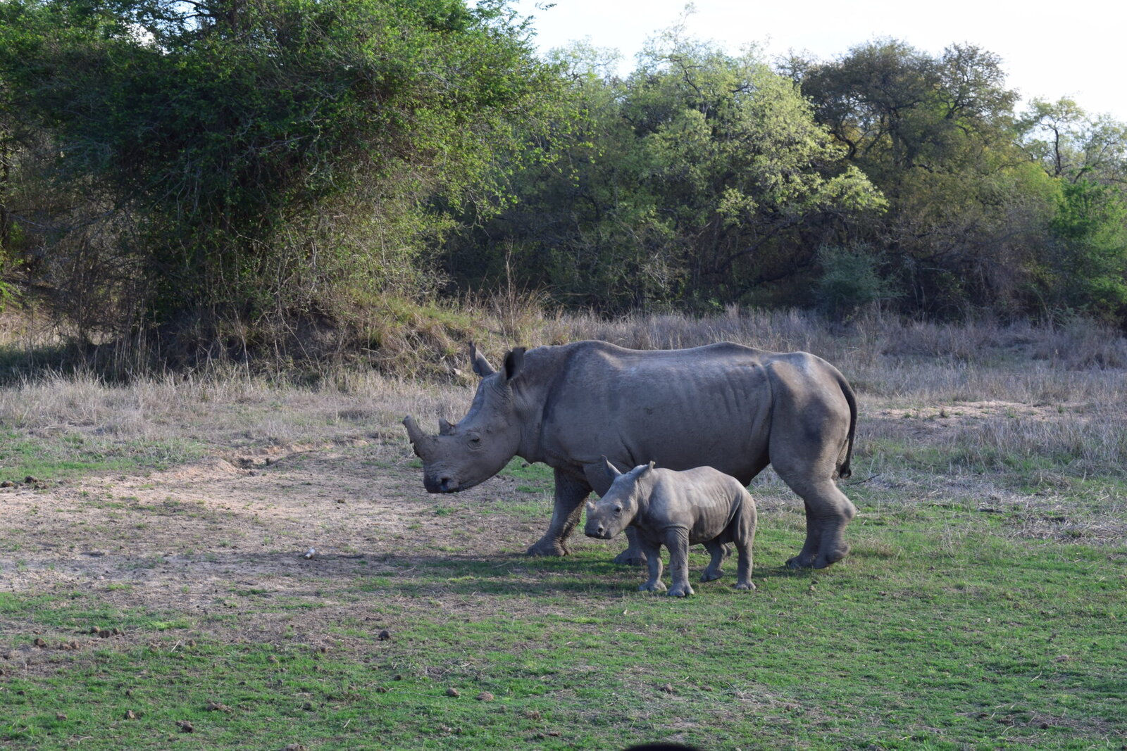 A white rhino and calf grazing on grassland at AM Lodge, Klaserie