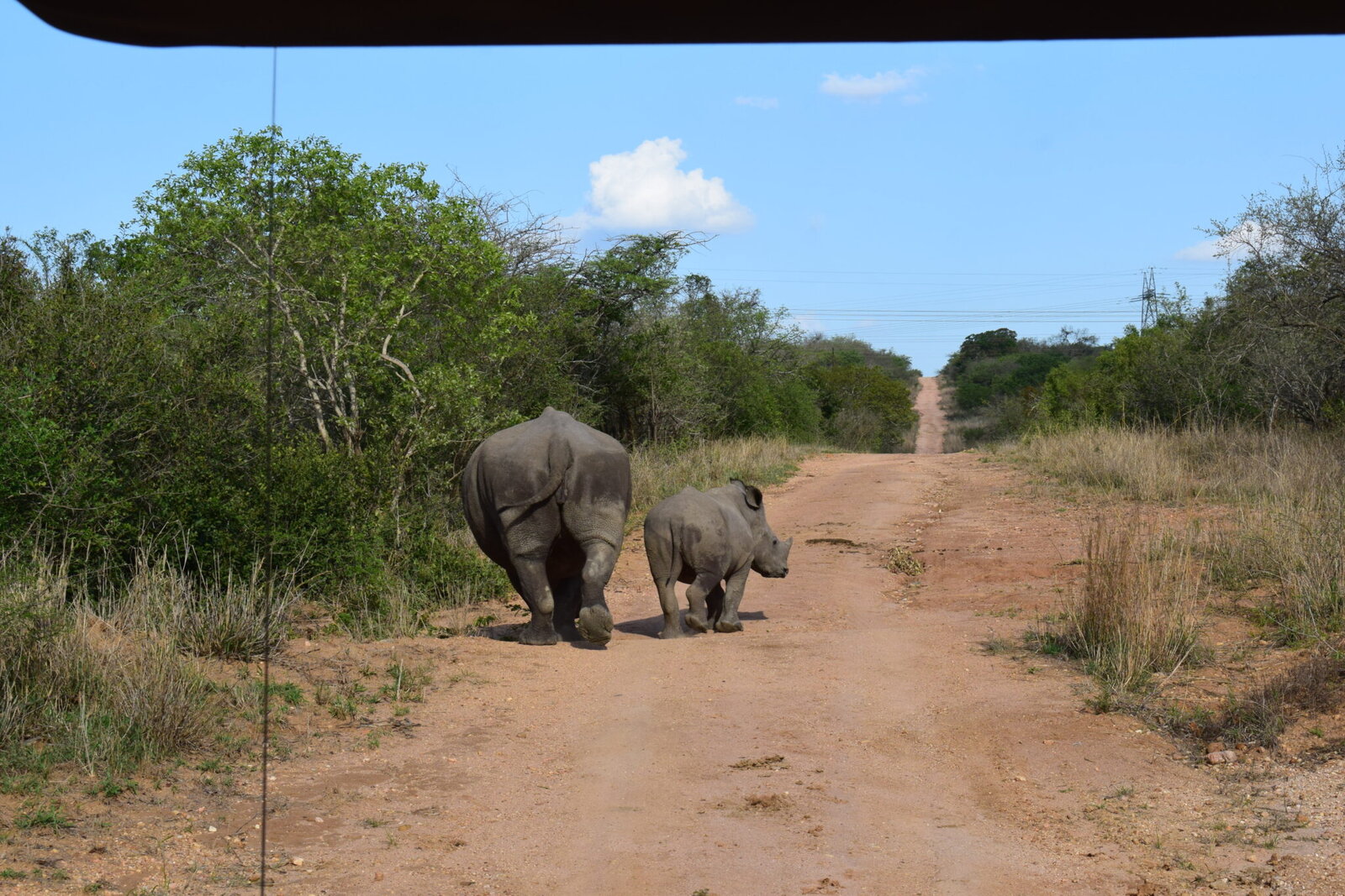 A rhino and calf on a bush road seen from a game-drive vehicle at AM Lodge, Hoedspruit