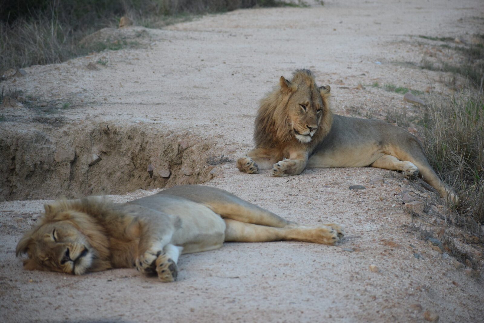 Two lions resting on open sandy ground on AM Lodge's private reserve near Hoedspruit