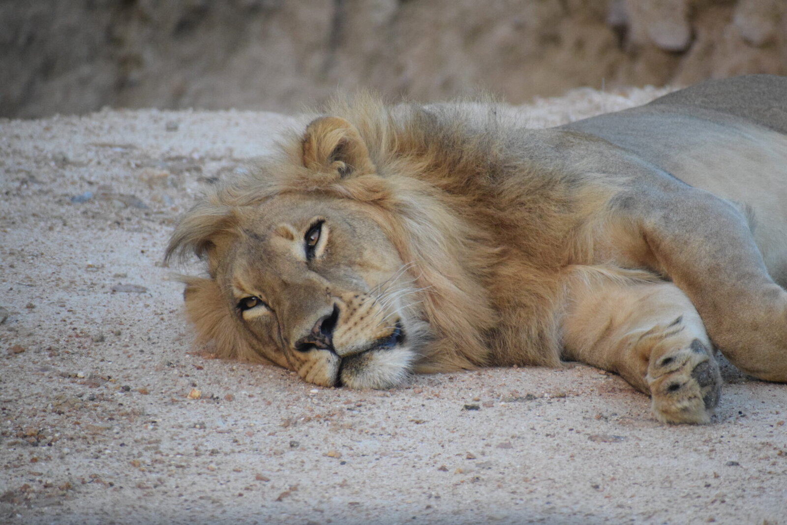 A male lion lying on open sand on AM Lodge's reserve near Hoedspruit