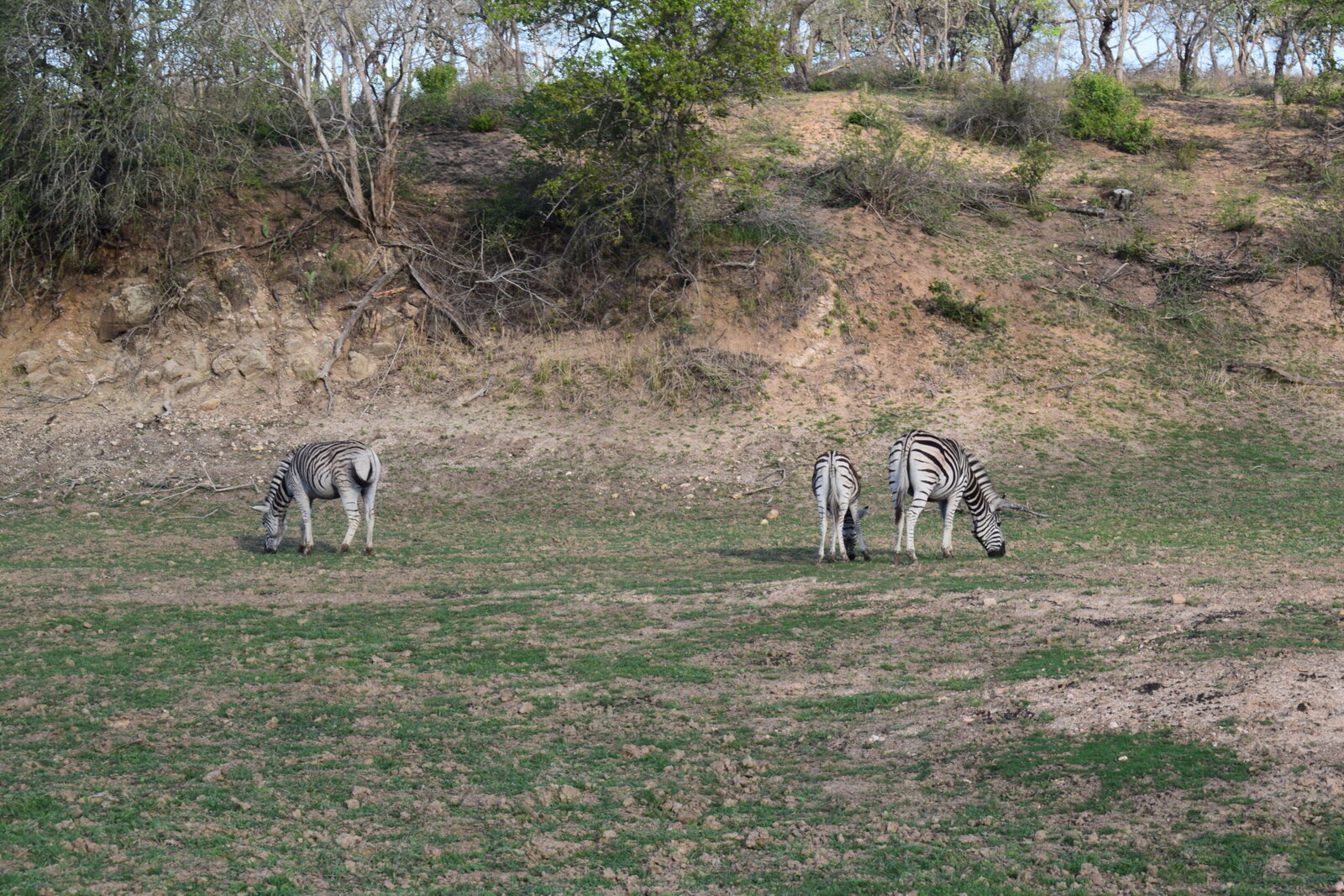 Zebras grazing on open grassland at AM Lodge near Hoedspruit