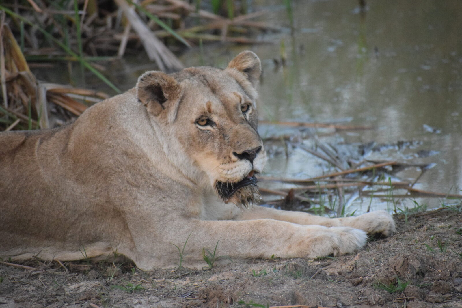 A lioness at the edge of a waterhole at AM Lodge's private reserve, Greater Kruger