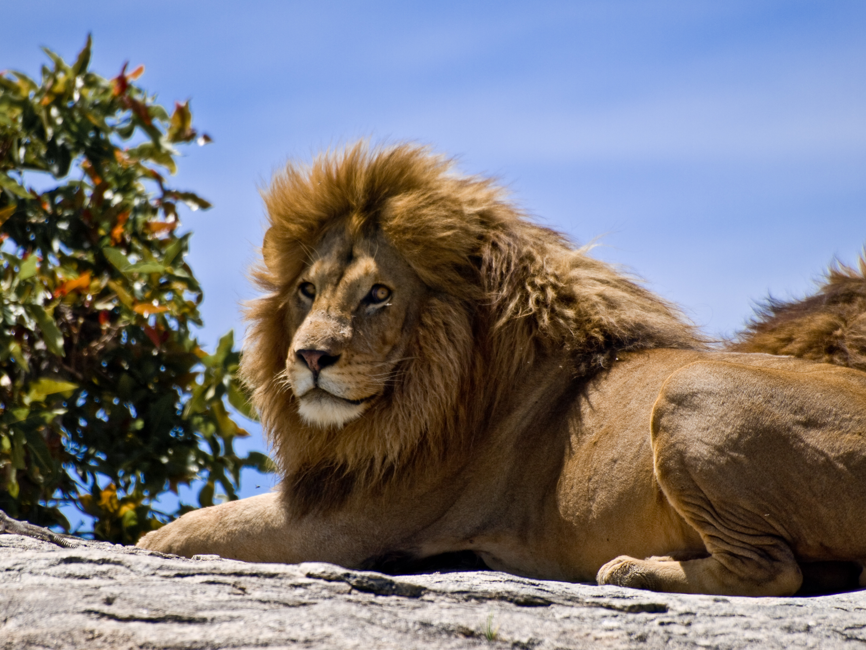 Big Five game viewing at Amakhala Game Reserve