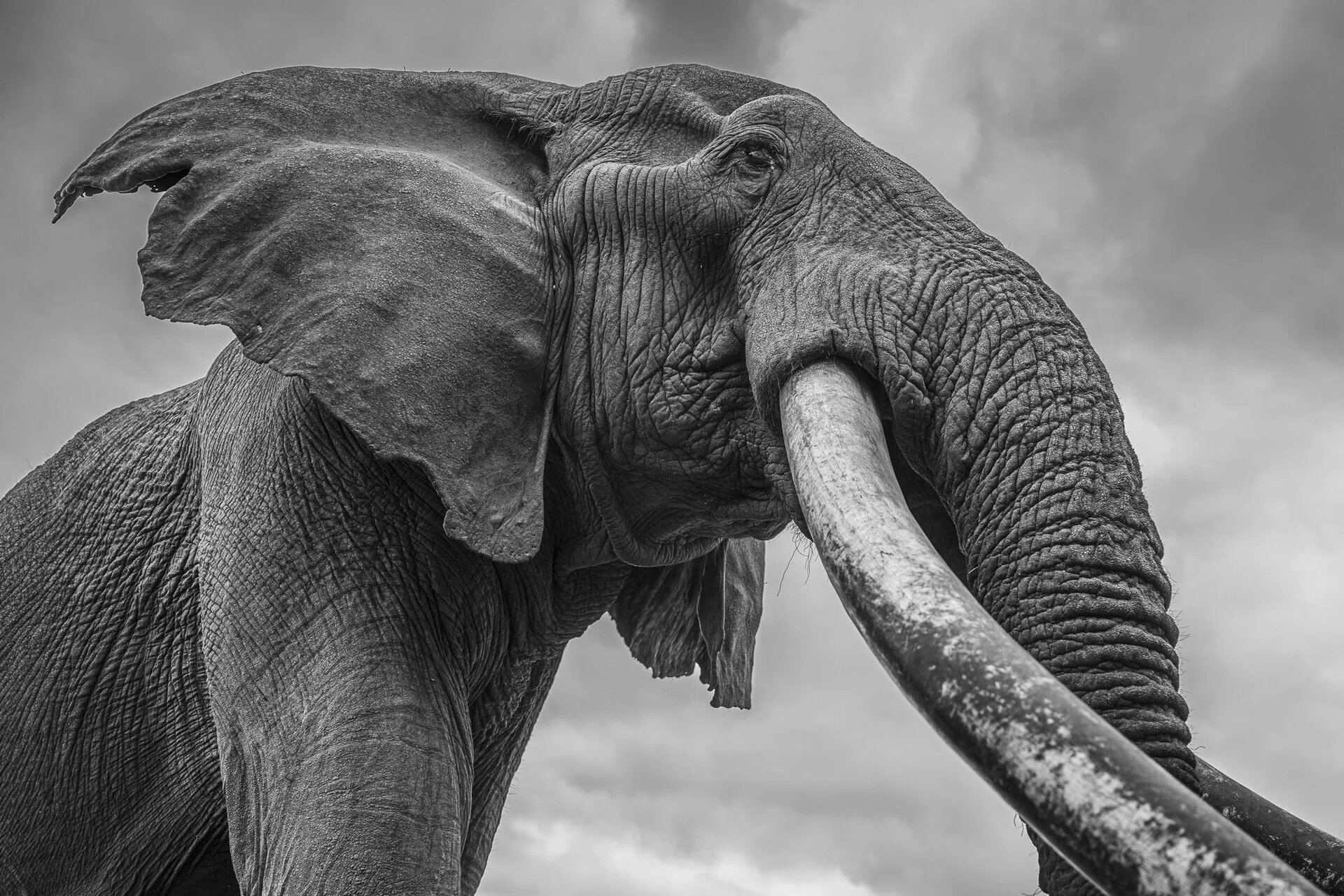 An Amboseli super-tusker with enormous ivory feeding on the savannah