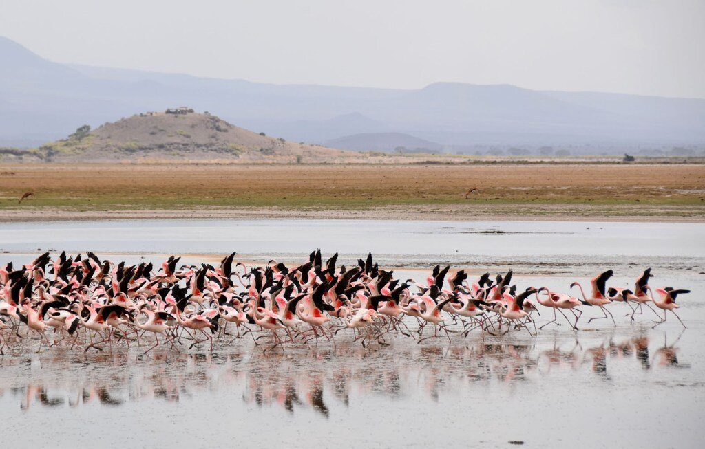 Elephants feeding in the spring-fed swamps of Amboseli