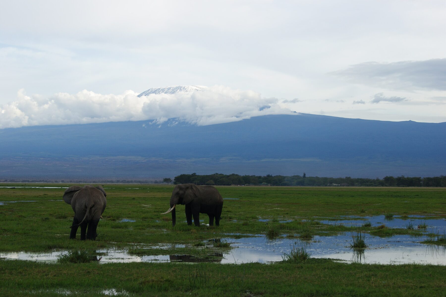 A lone elephant walking across Amboseli plains with Mount Kilimanjaro rising in the background