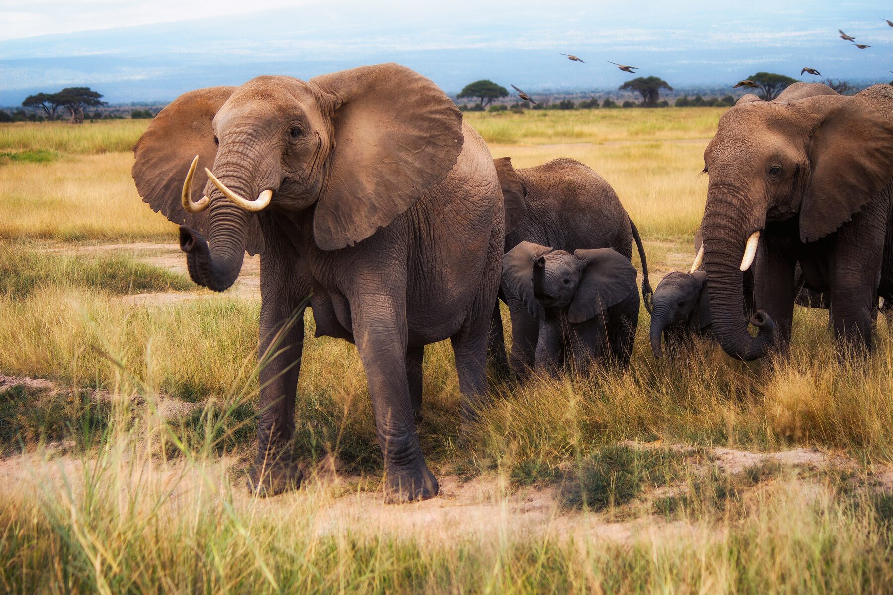 A large herd of elephants walking through Amboseli National Park with acacia trees