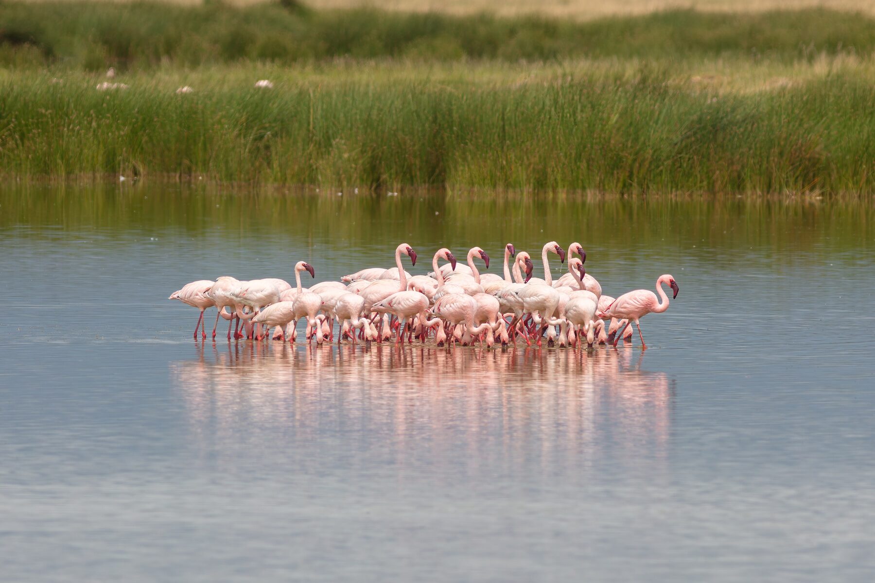 Flock of lesser flamingos wading in Amboseli wetlands