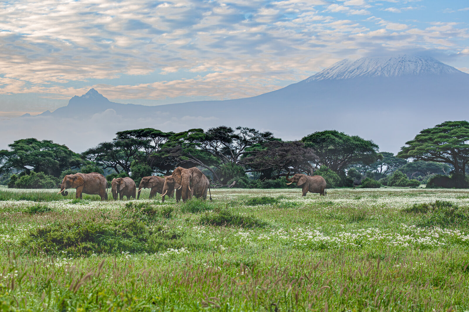 A herd of elephants grazes green Amboseli marshland beneath the snow-capped dome of Kilimanjaro