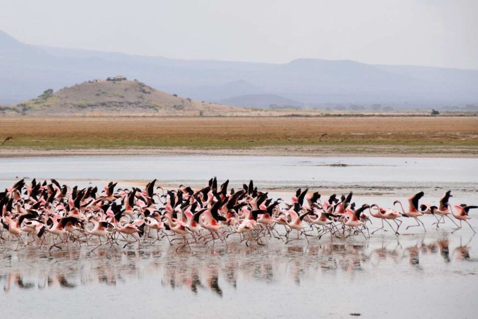 Flamingos gather in their hundreds on an Amboseli wetland beneath a mountain backdrop