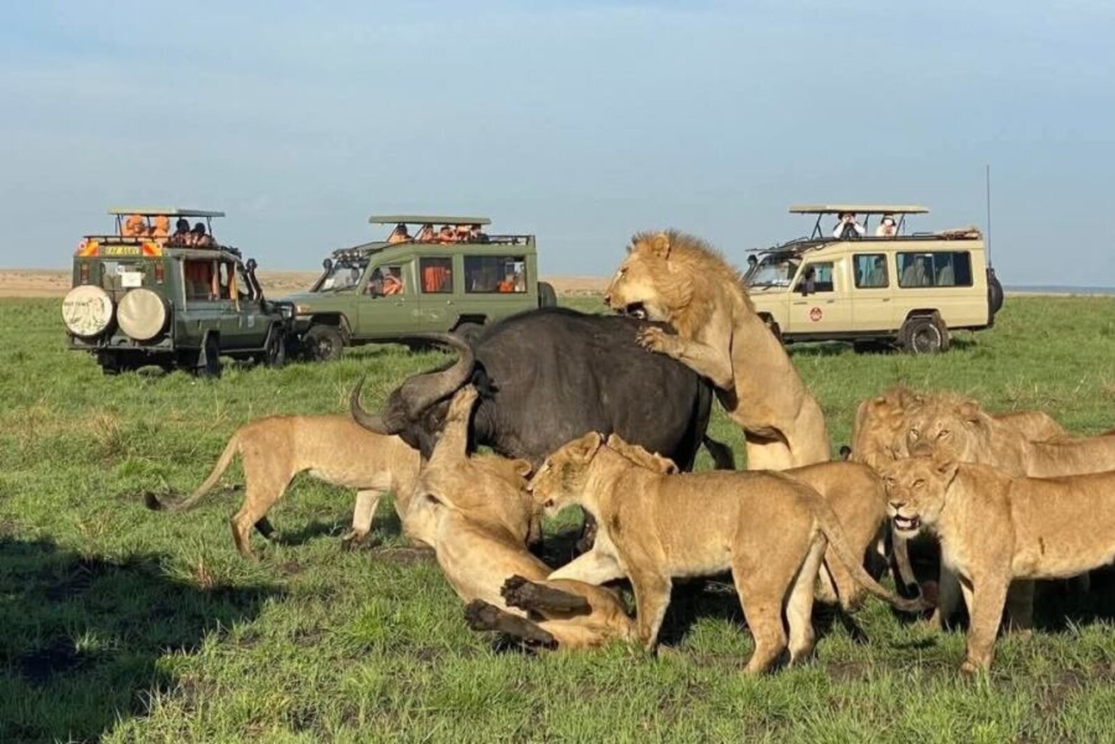 A lion pride feeds on a buffalo kill as distant safari vehicles watch in the Masai Mara
