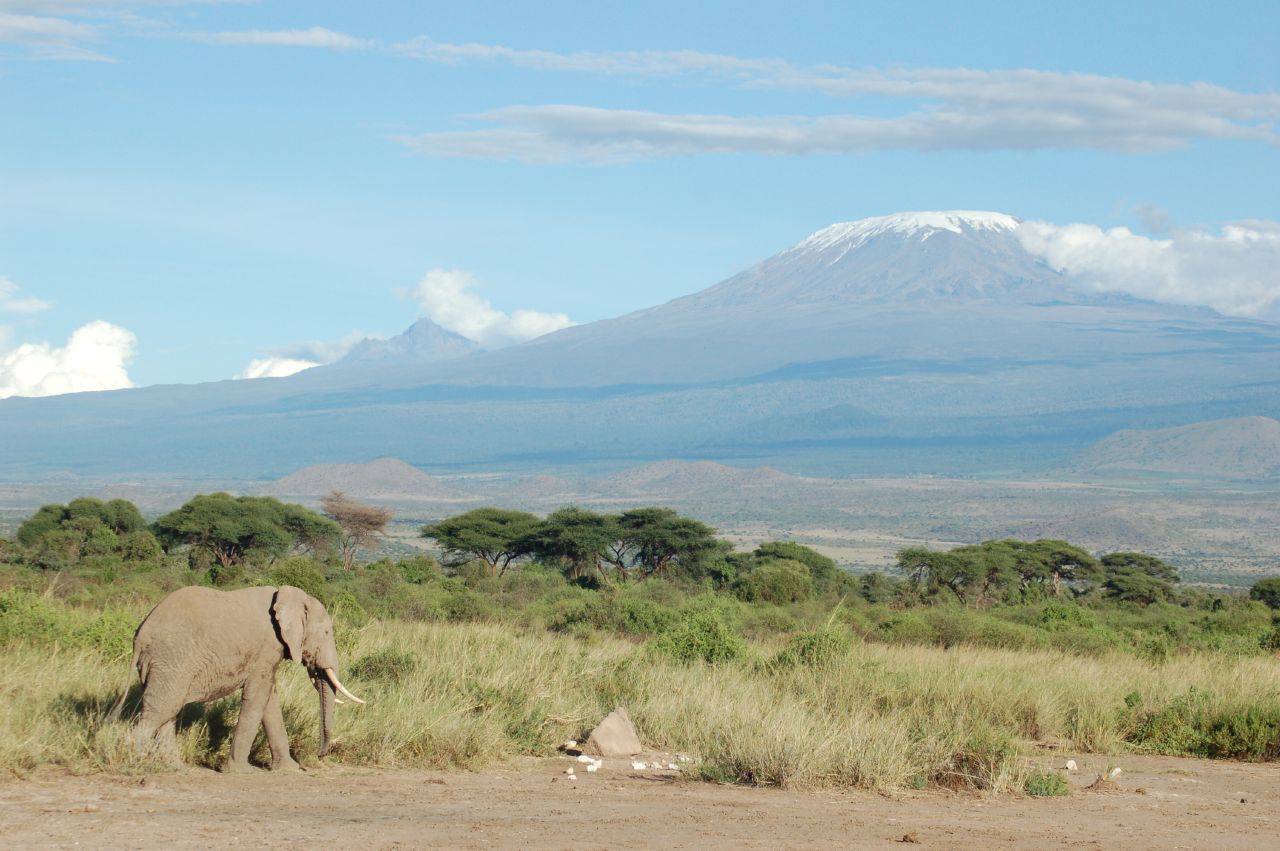 Elephant herd with Mount Kilimanjaro backdrop Amboseli