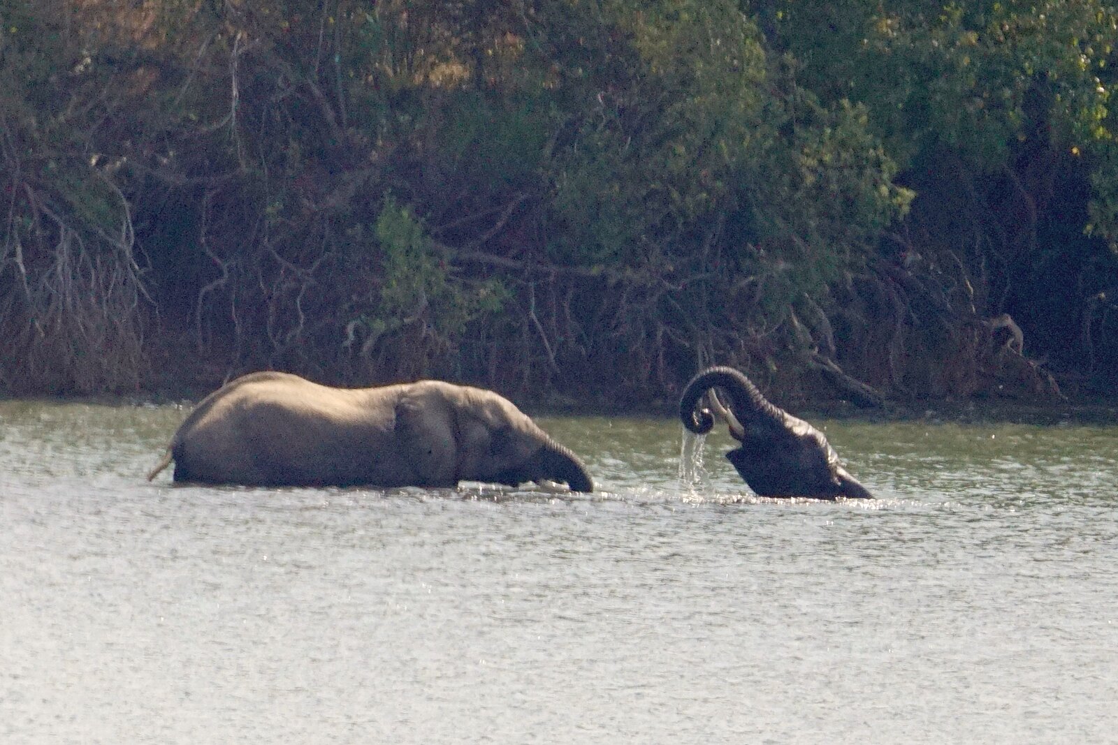 Elephants along the river below camp