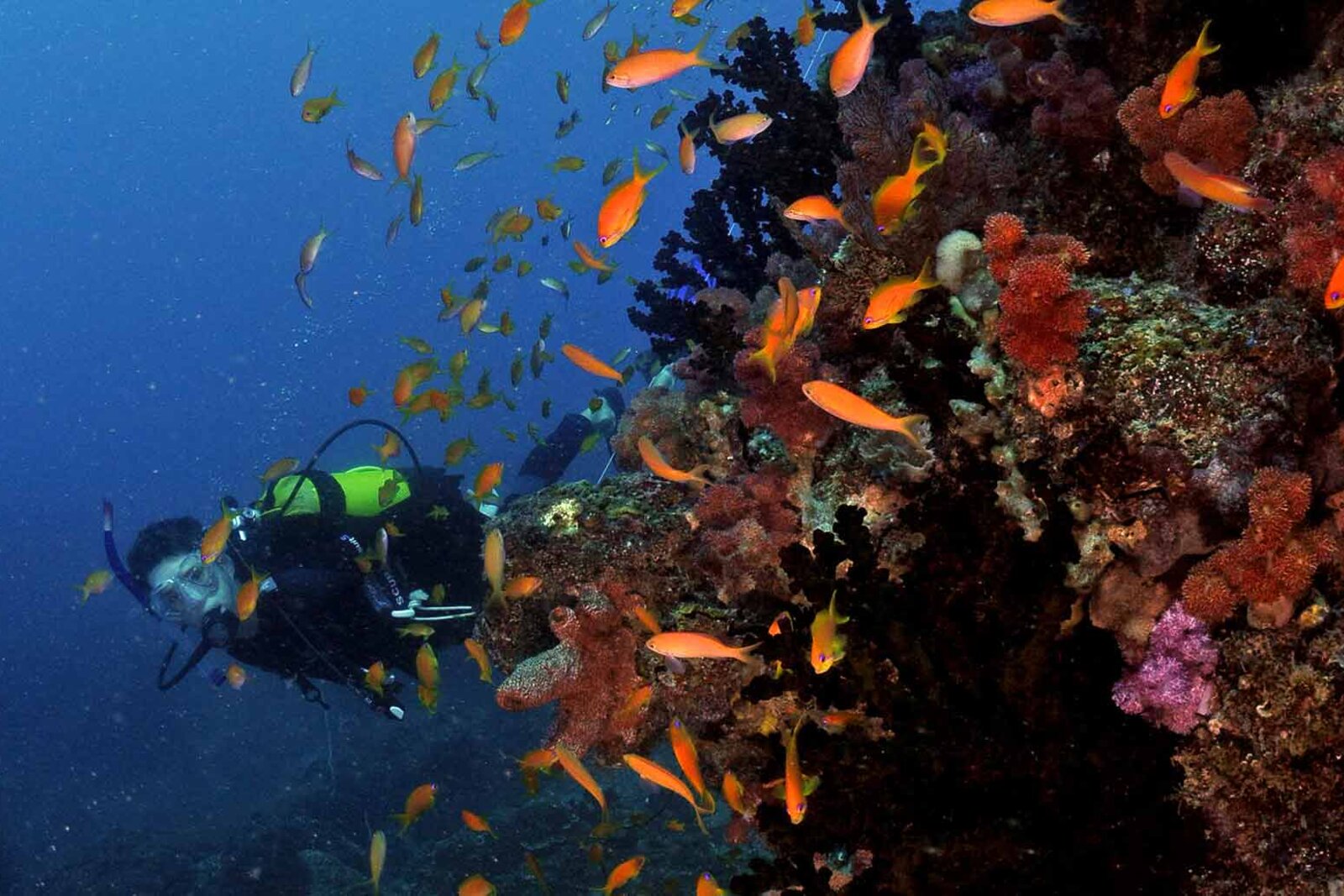 Divers exploring the coral and reef fish of Two Mile Reef off Bazaruto Island near Anantara, Mozambique