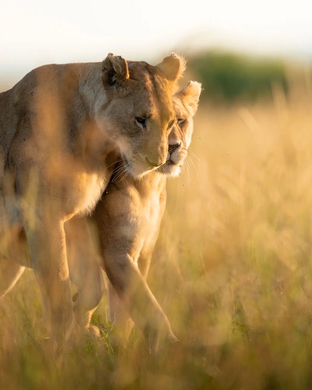 Two lionesses walking through golden grass on the Maasai Mara plains below Angama Mara