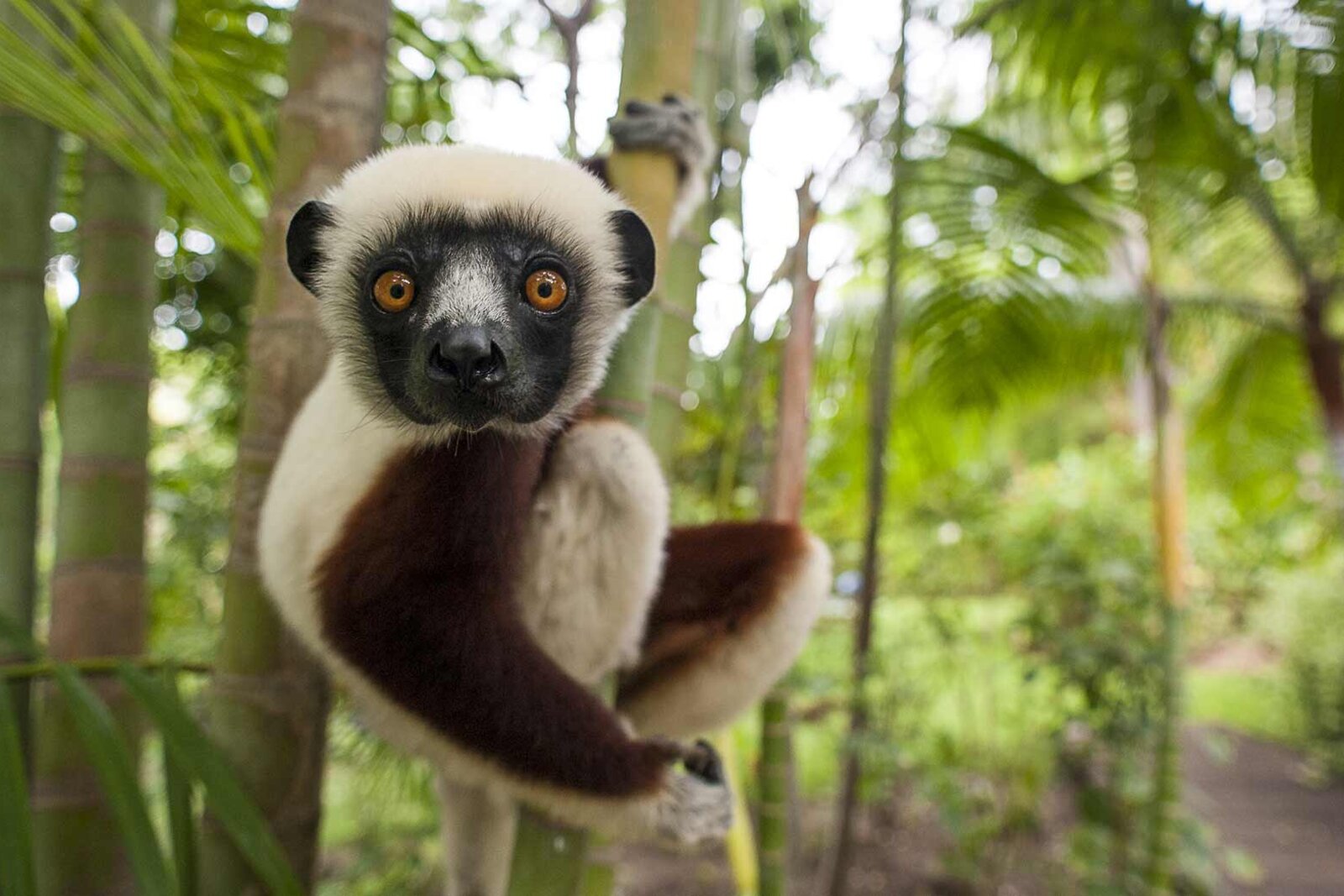 A Coquerel's sifaka in the forest at Anjajavy le Lodge, north-west Madagascar