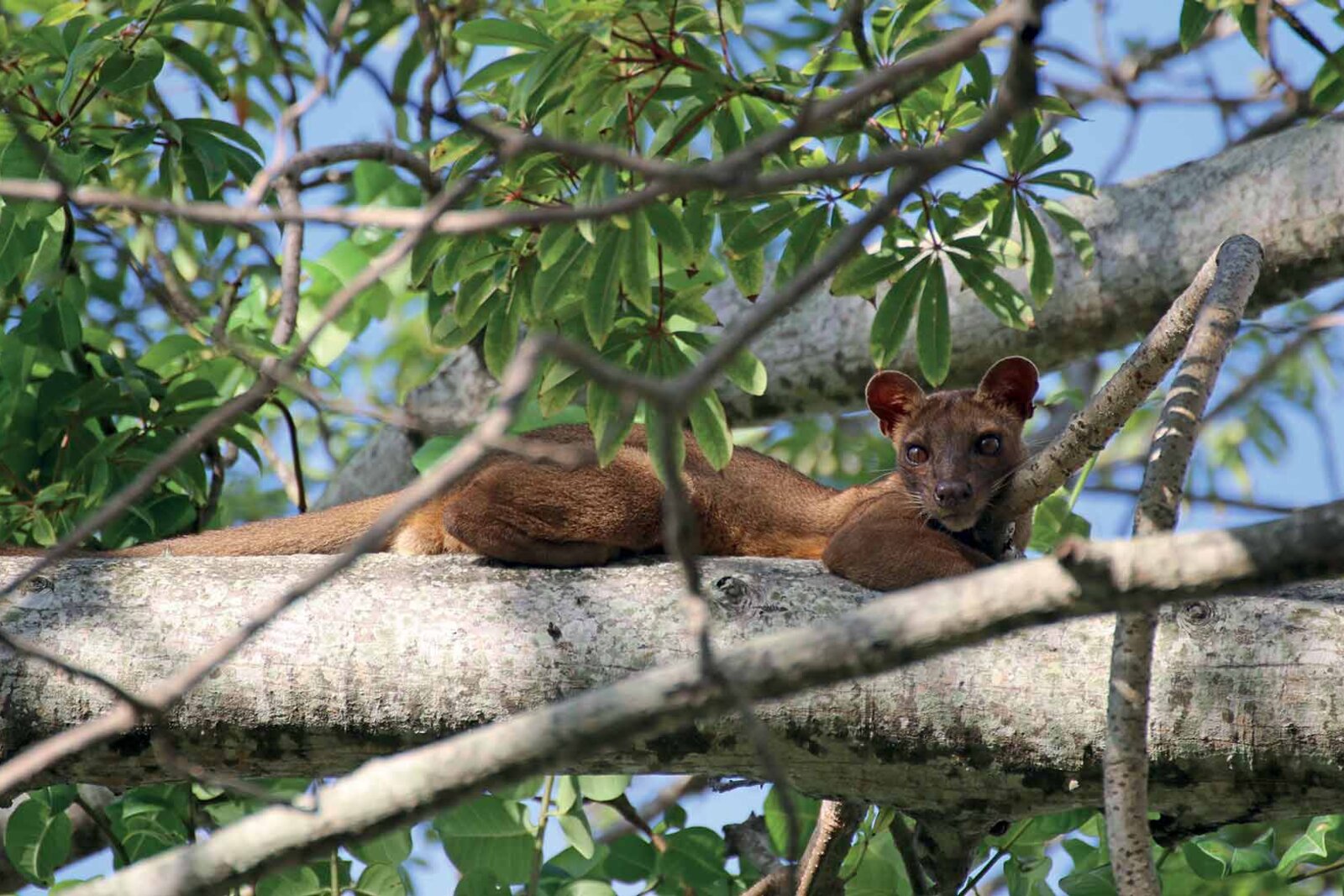 A fossa resting on a branch in the dry forest at Anjajavy, Madagascar