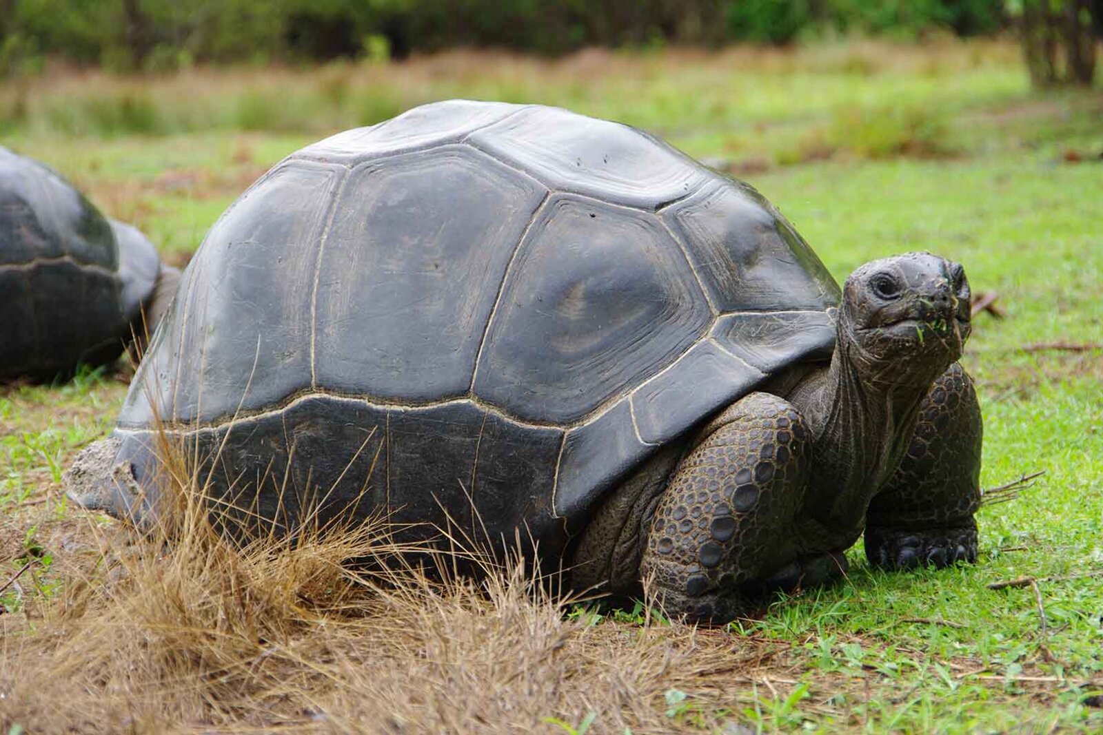 A giant tortoise grazing on the lawns at Anjajavy le Lodge, Madagascar