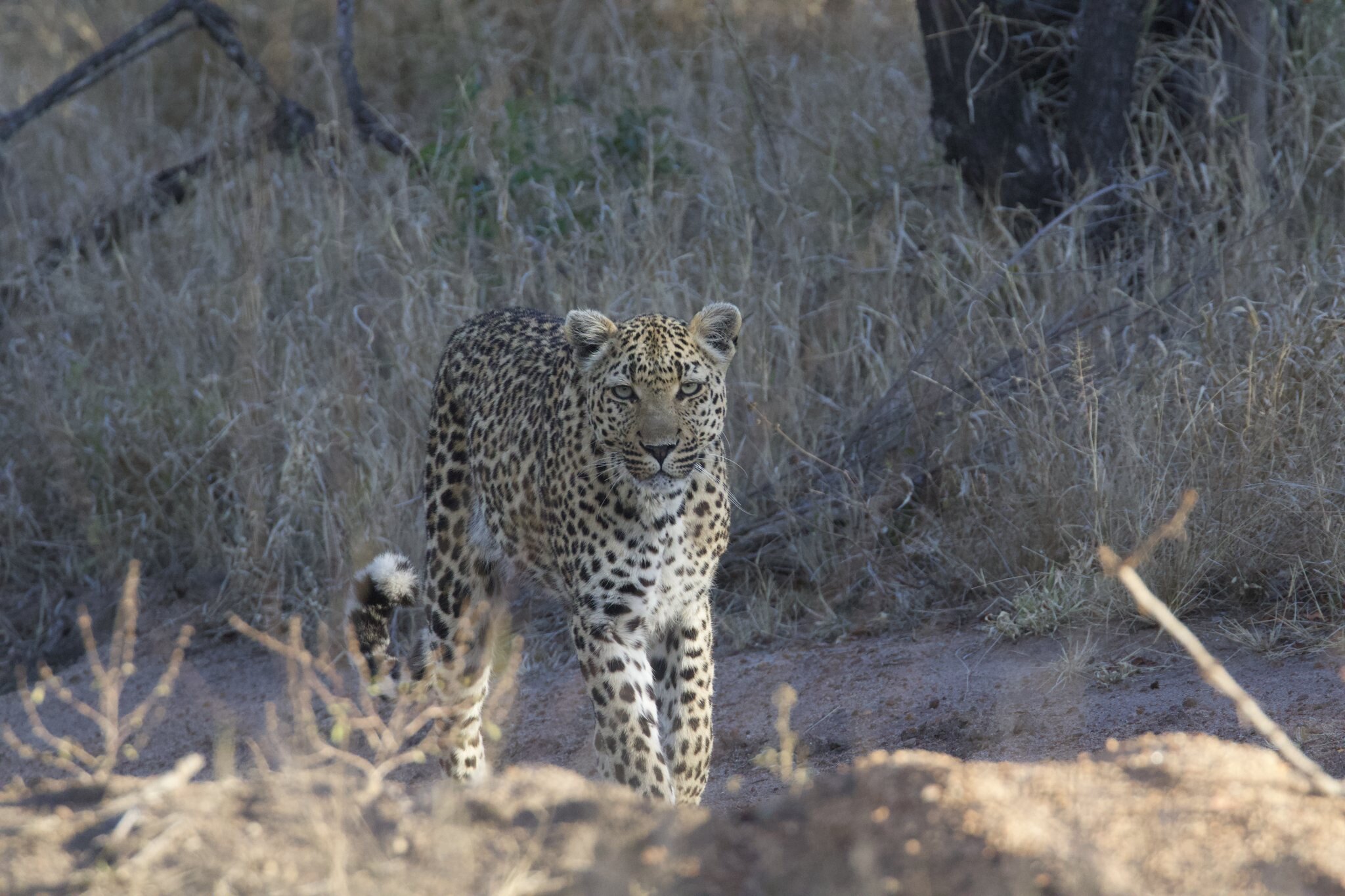 A leopard walking through dry grass on the Arathusa traverse in the northern Sabi Sand