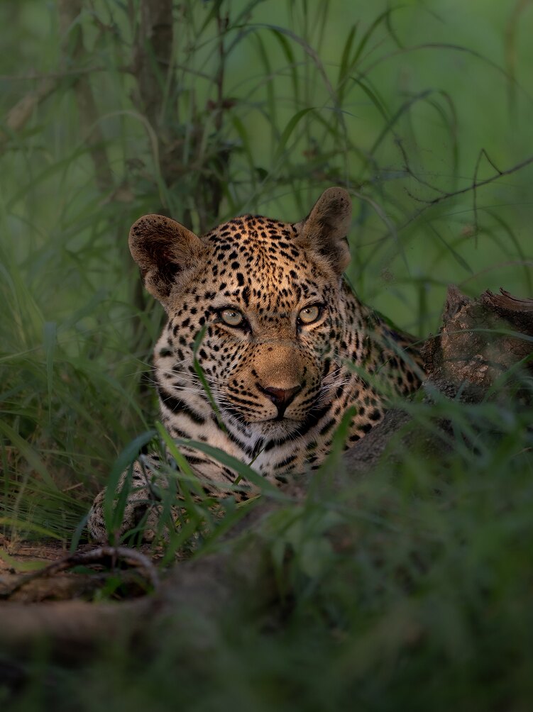 A leopard's face watching from long grass in the Sabi Sand
