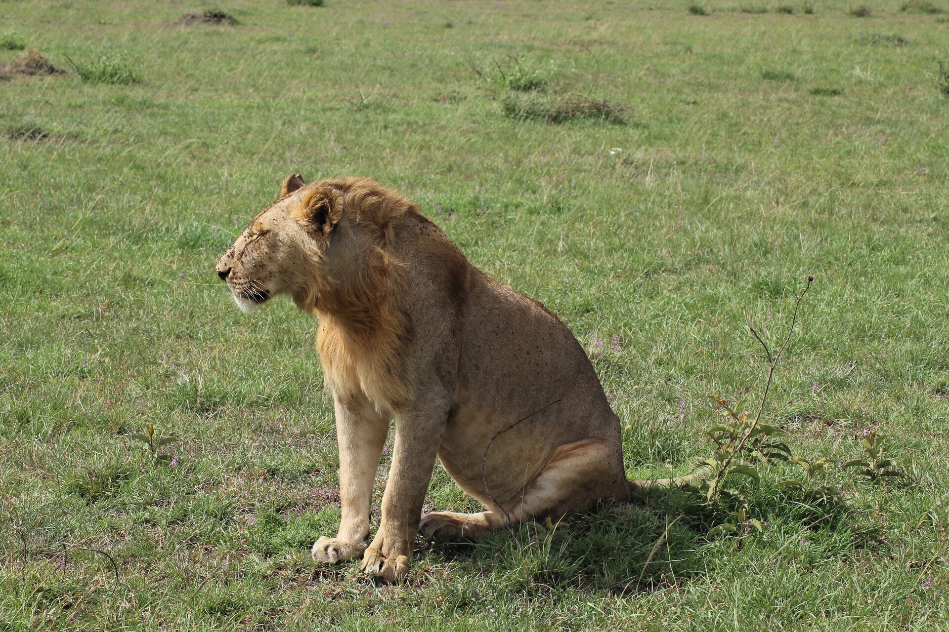 Lion resting in open grassland of the Maasai Mara National Reserve near Basecamp