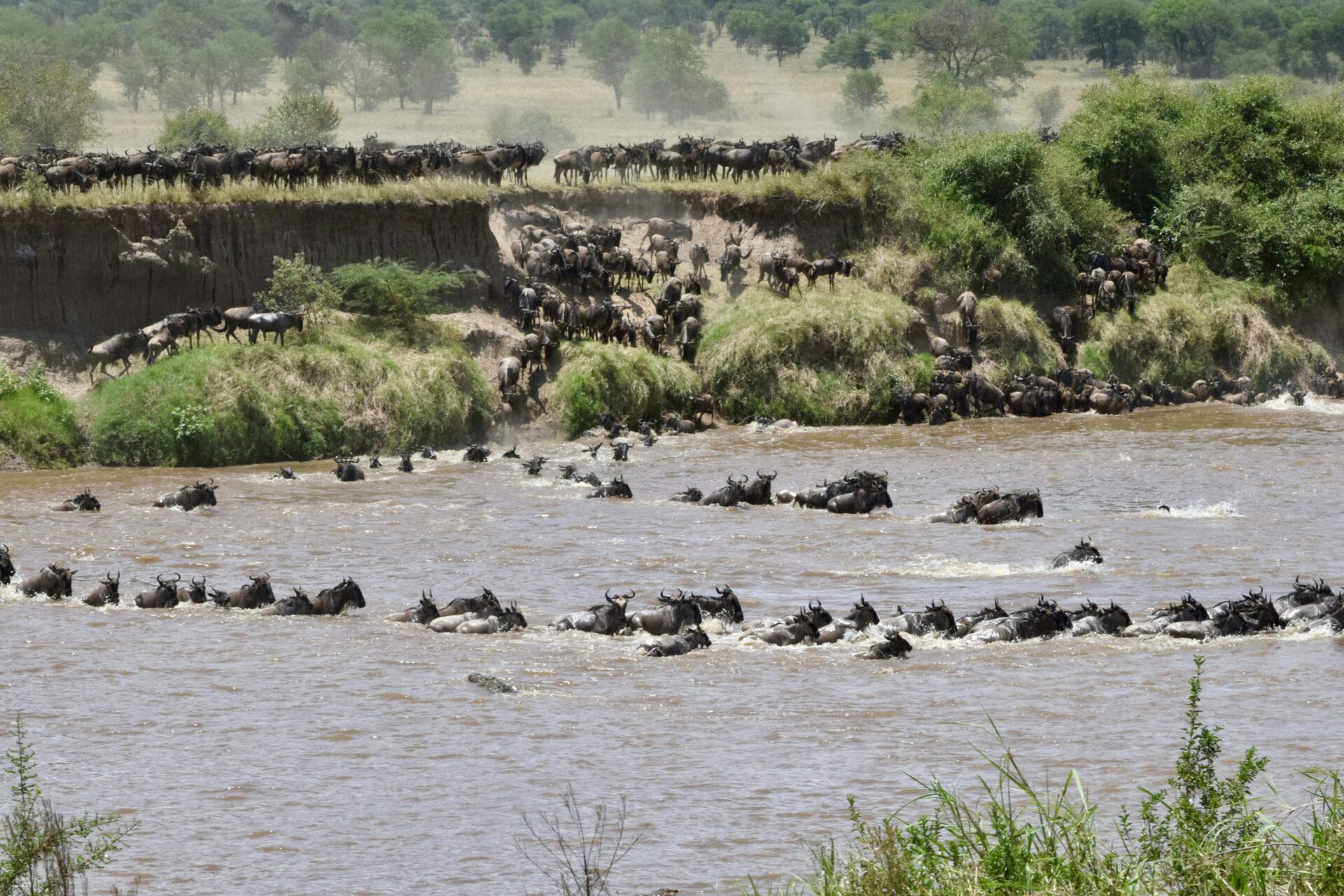 Wildebeest crossing the Mara River during the Great Migration near Basecamp Masai Mara
