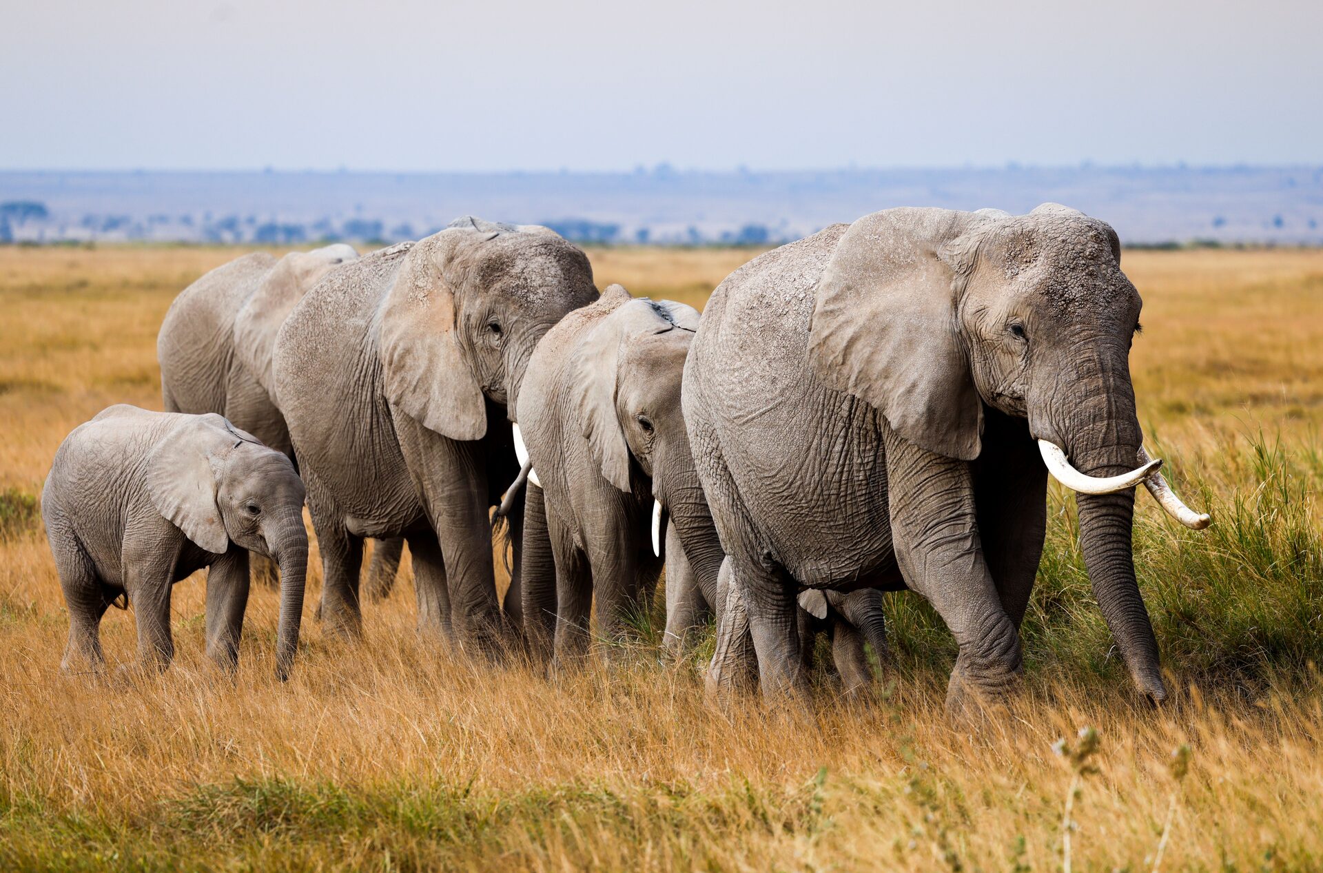 Elephant herd on the plains of the Maasai Mara near Basecamp Masai Mara
