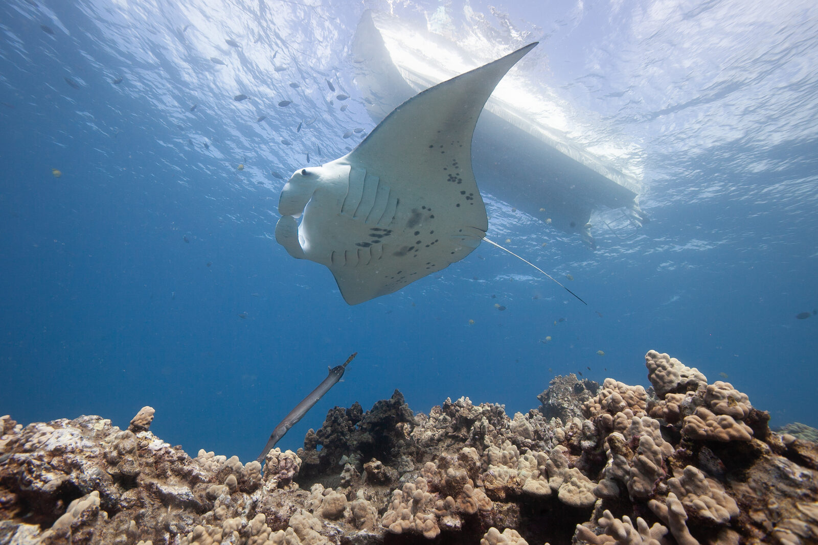 A manta ray gliding over a reef in the Bazaruto Archipelago