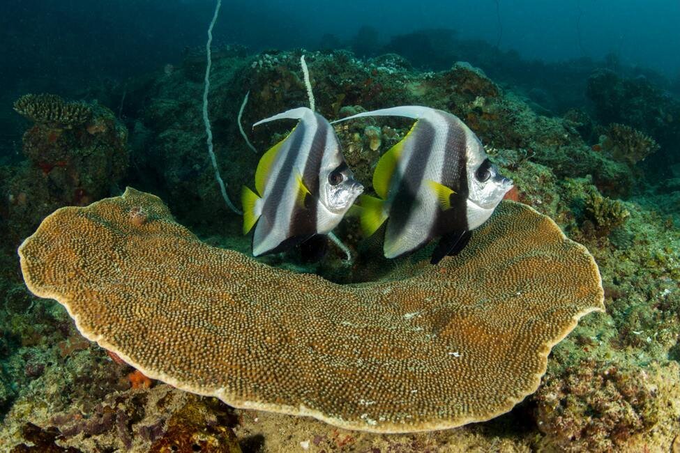 Snorkelling in the clear turquoise water of the Bazaruto Archipelago