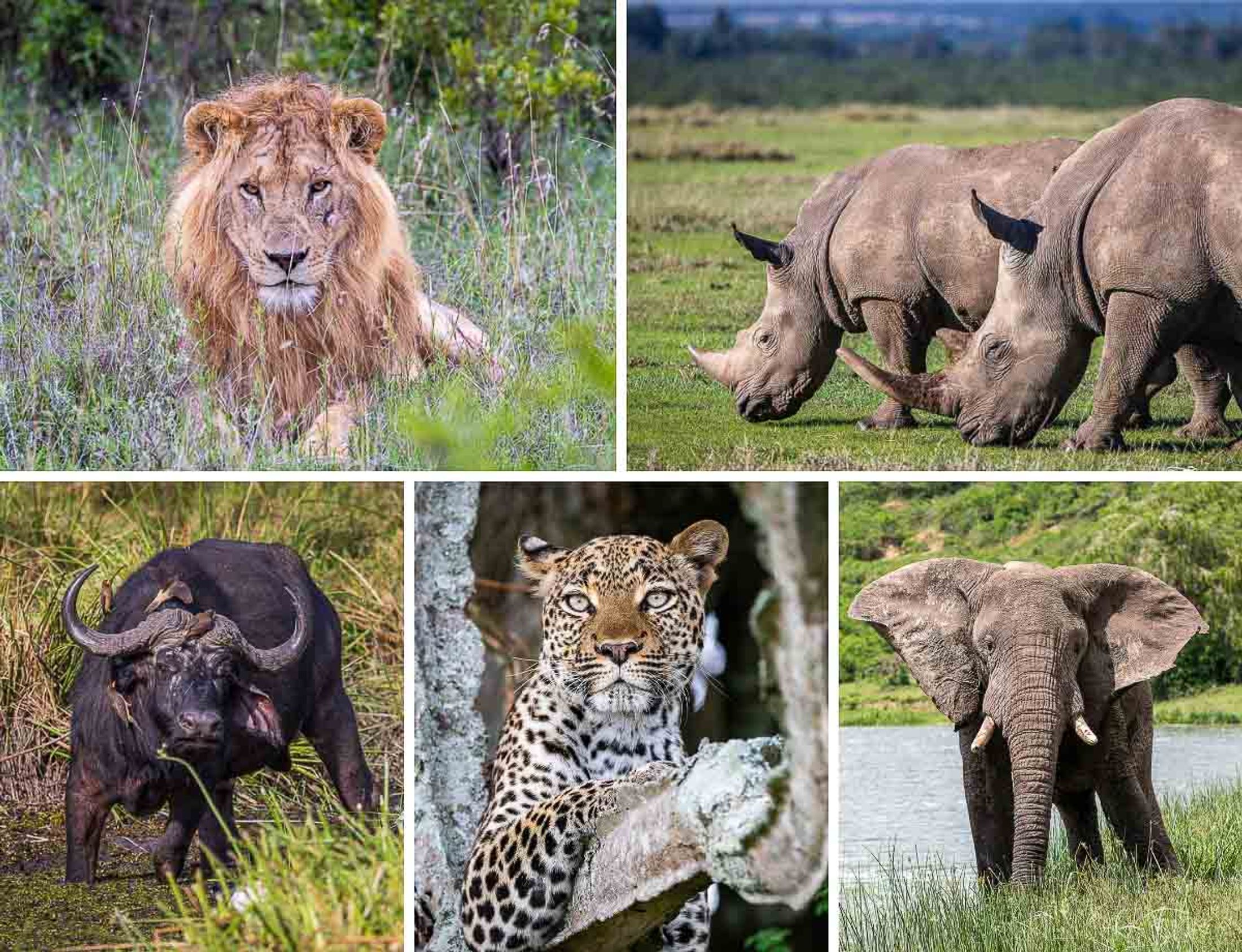 A Big Five game drive in an open vehicle in South Africa at sunset