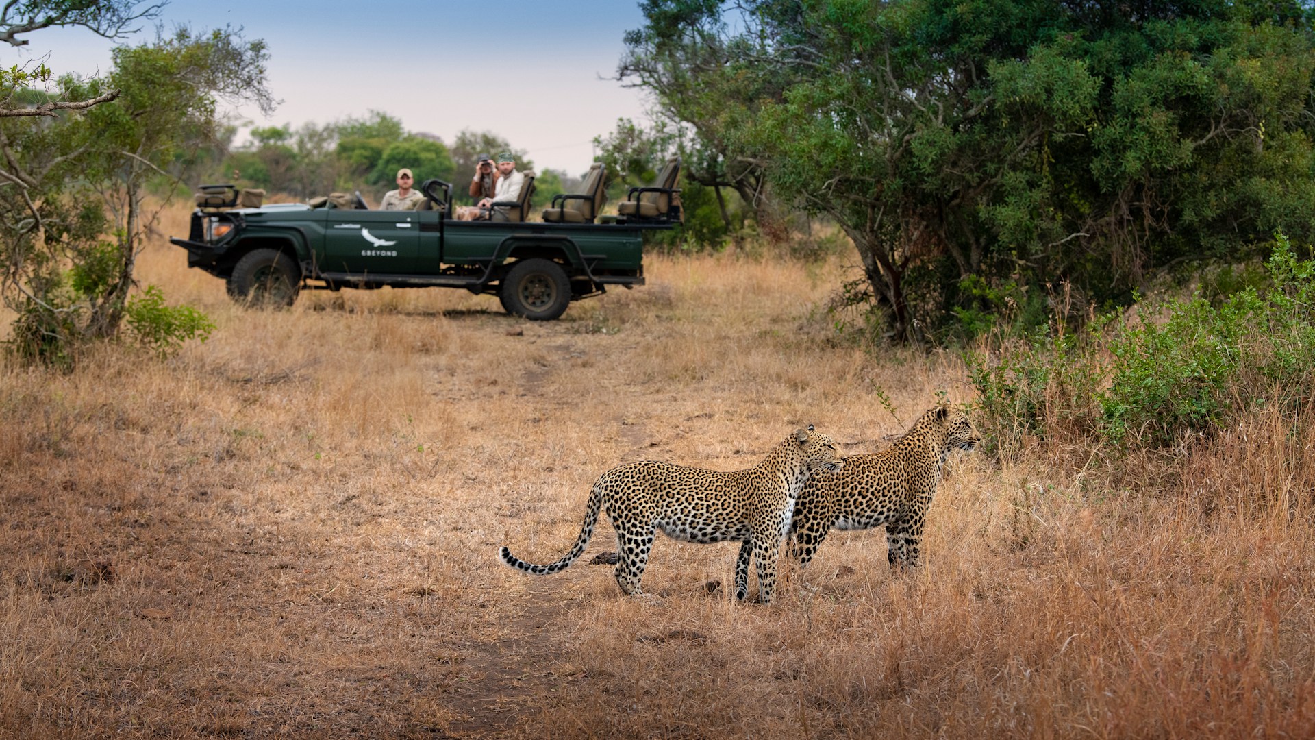 A leopard resting in a tree on a game drive at Londolozi