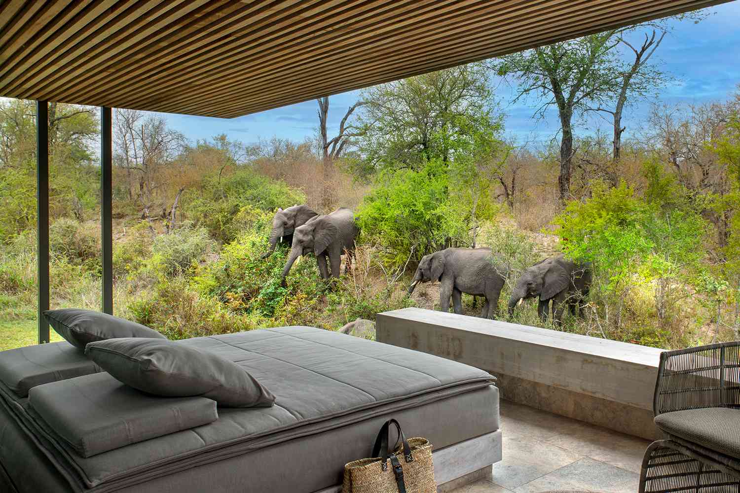 Elephants walking past a luxury villa at Cheetah Plains in the Sabi Sand
