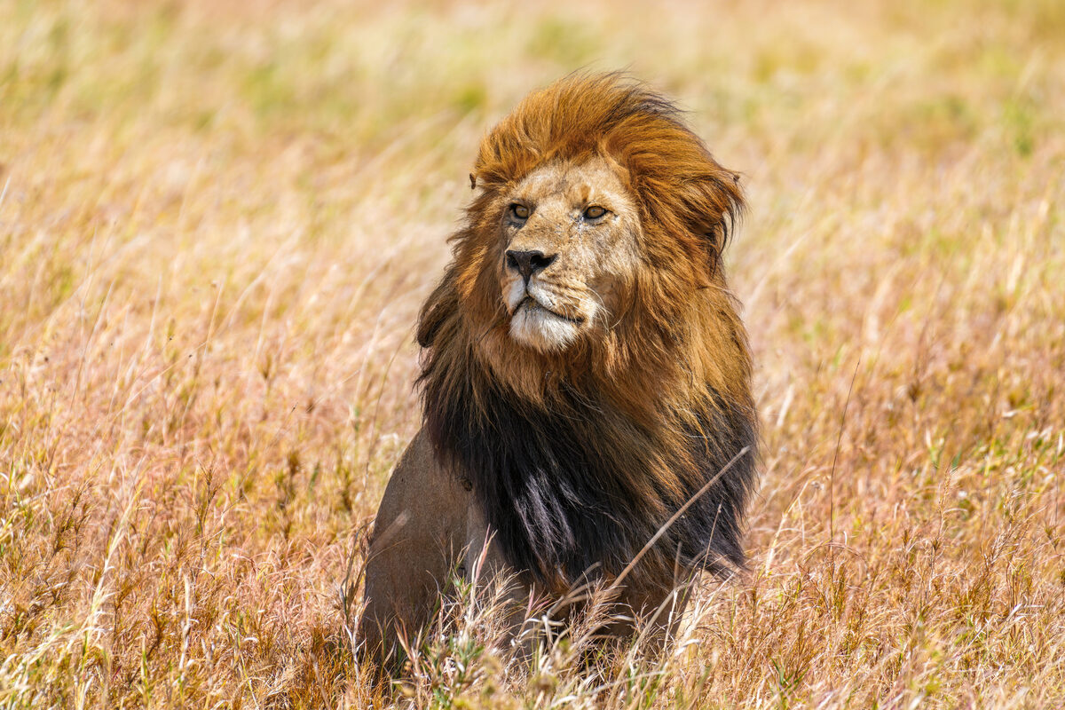 Lion pride on the Serengeti plains in Tanzania &mdash; affordable safari lodges deliver world-class wildlife without the ultra-luxury price tag