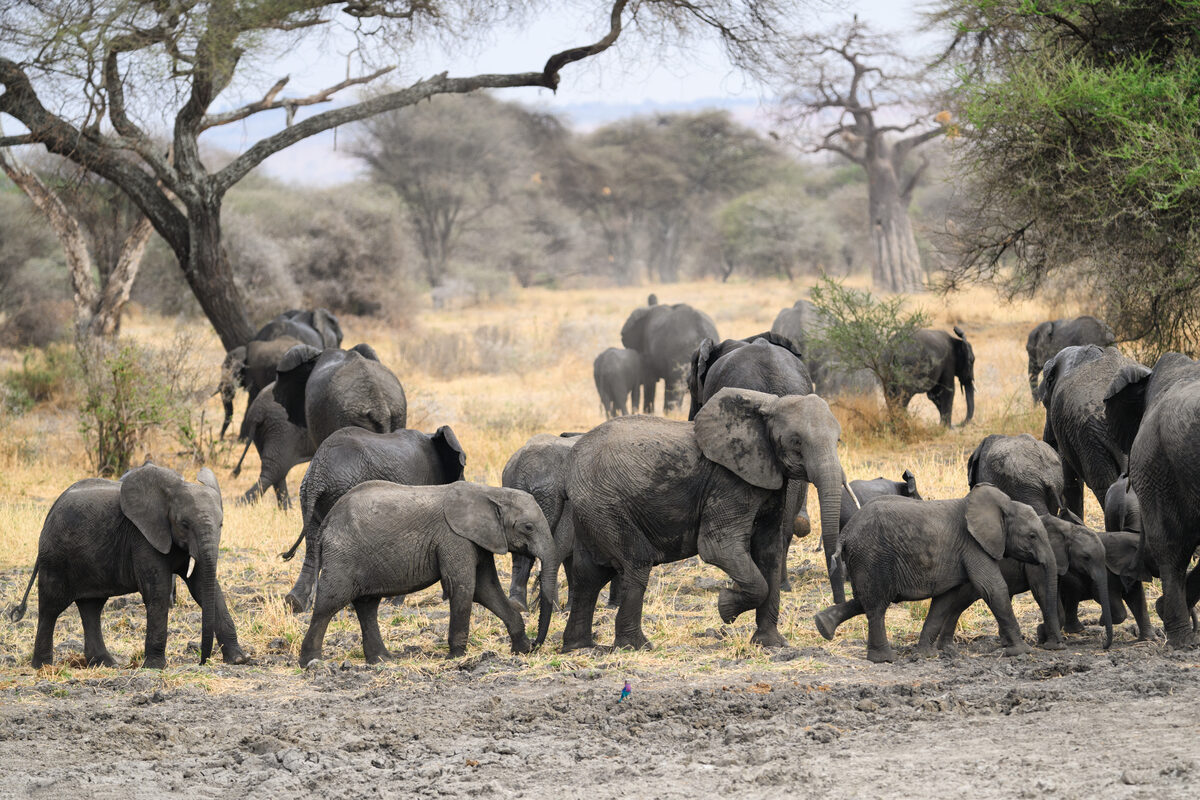 Tarangire Sopa Lodge set among baobab trees in Tarangire National Park