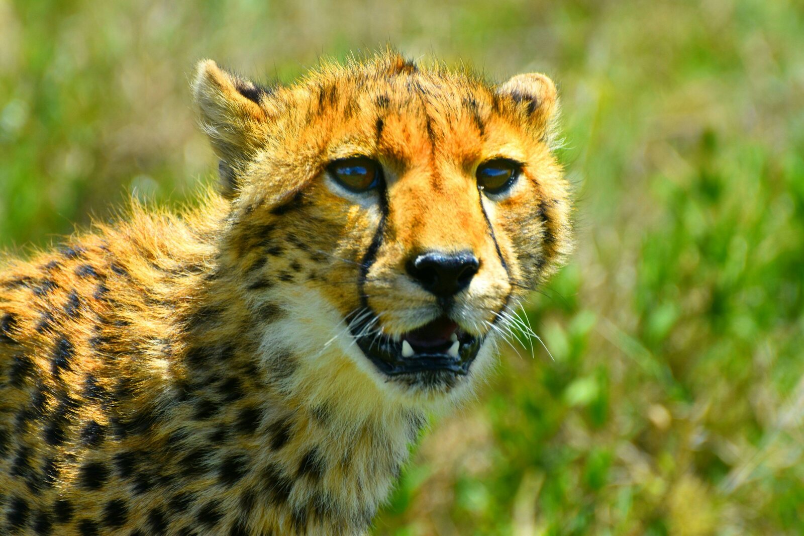 Rufiji River Camp game drive in Nyerere National Park