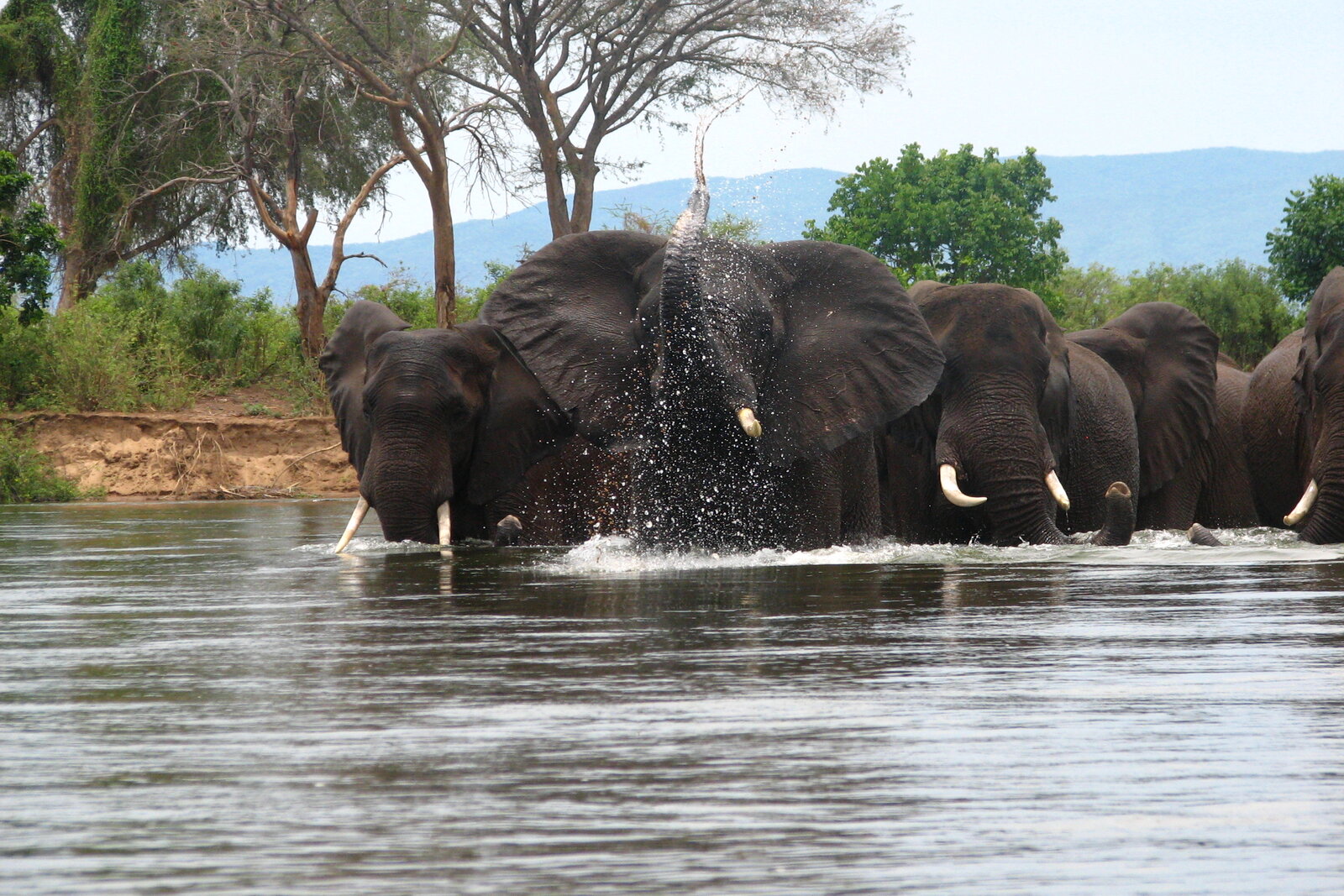 Elephants crossing the Zambezi River near Victoria Falls