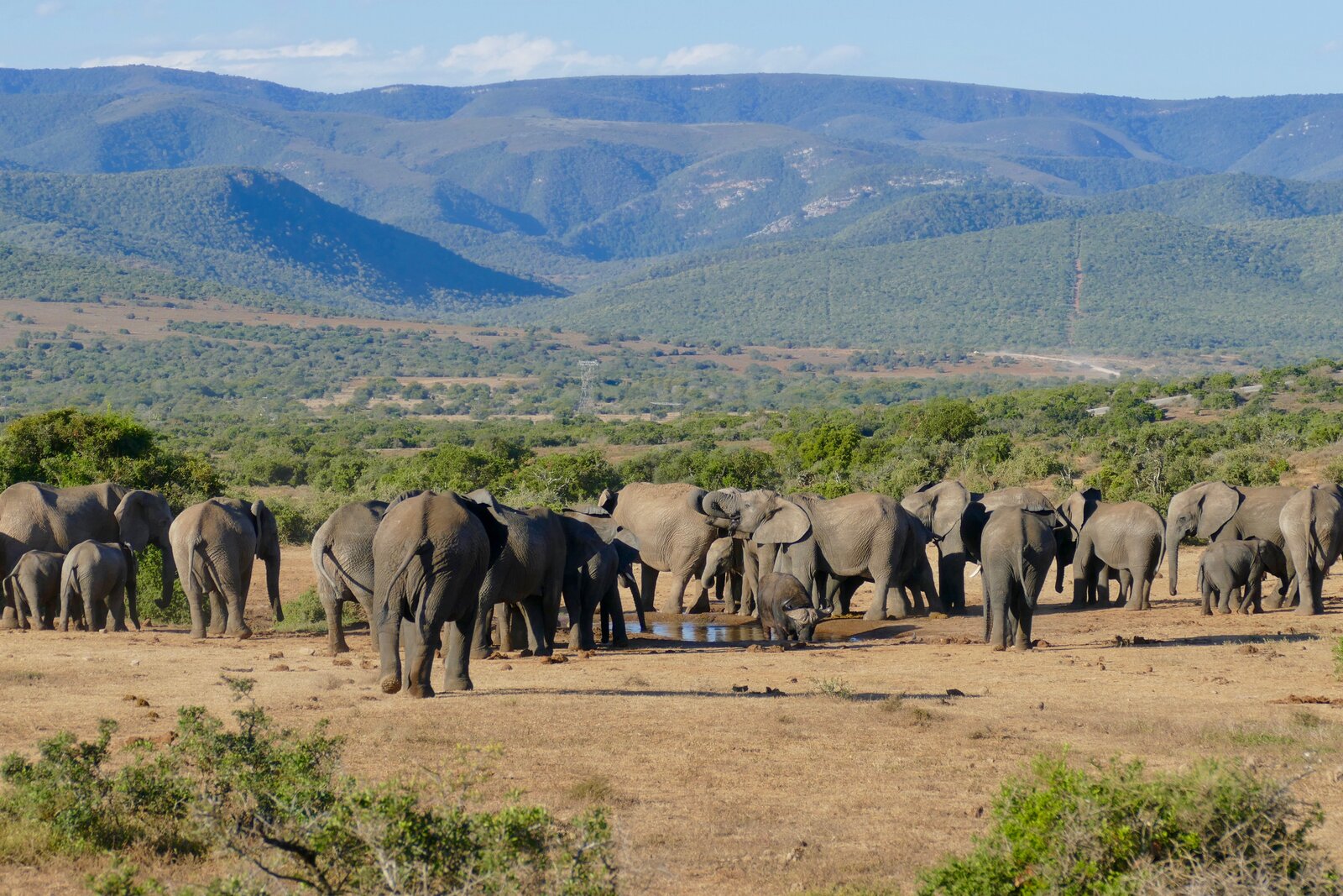Elephants and buffalo gathering at a waterhole near Victoria Falls