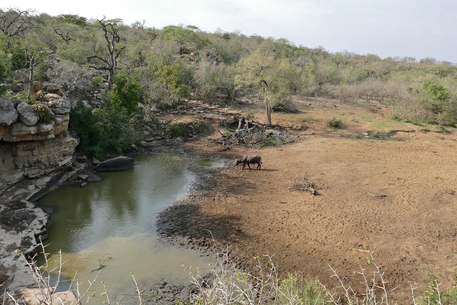Buffalo coming down to drink at a waterhole in the Victoria Falls region