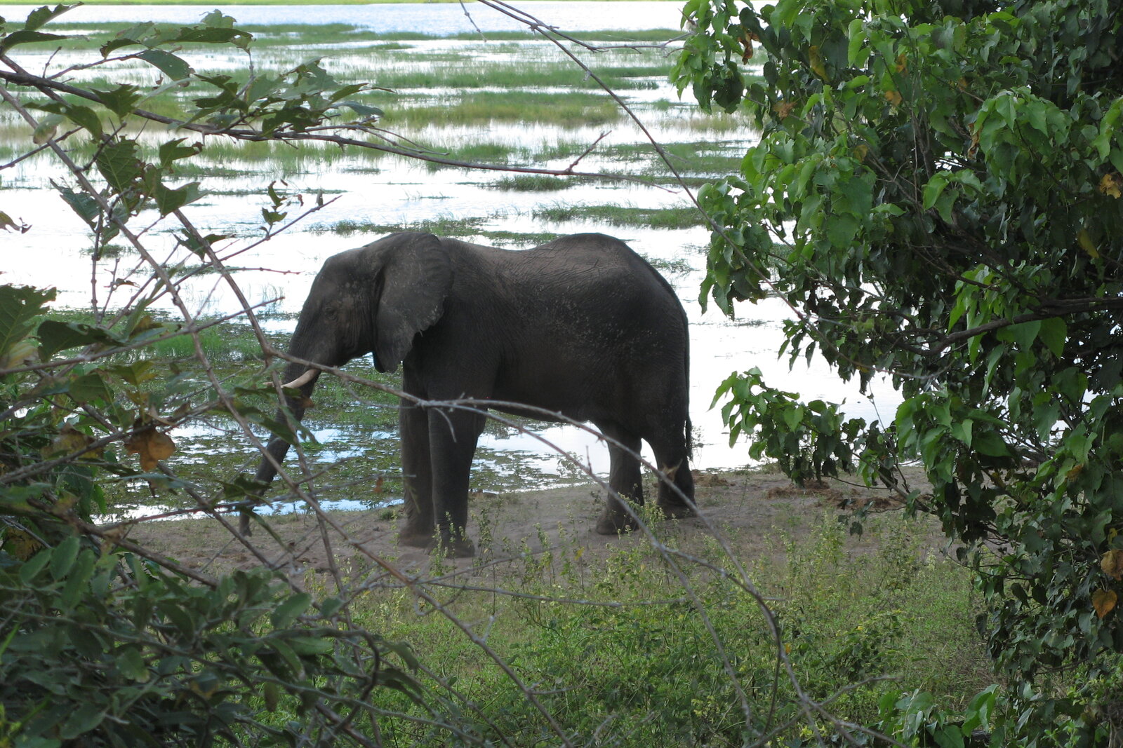 View of the Zambezi River from a lodge deck near Victoria Falls