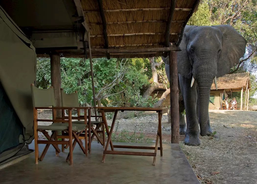Flatdogs Camp safari tents on the bank of the Luangwa River