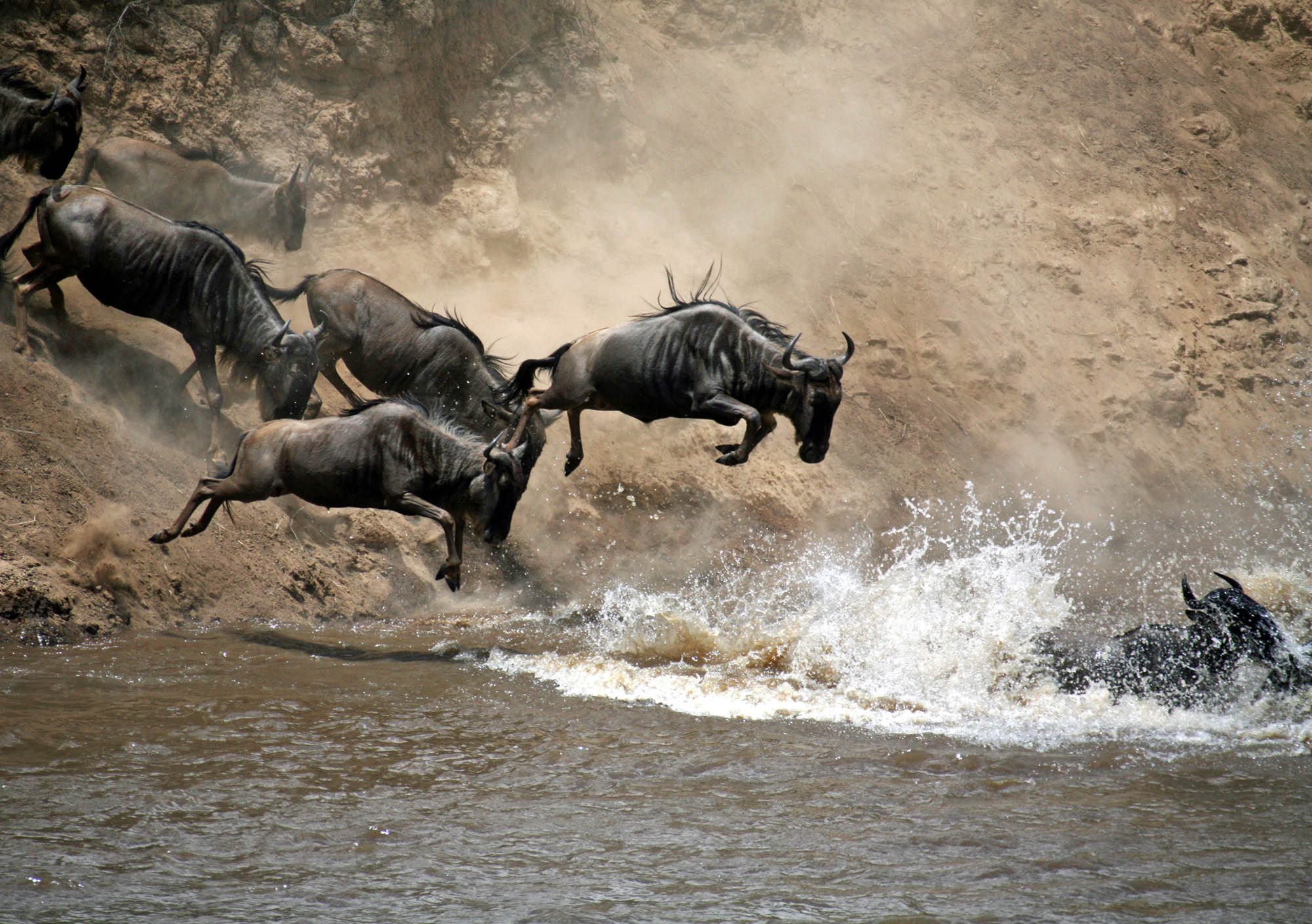 Wildebeest crossing the Mara River during the Great Migration on a couples safari