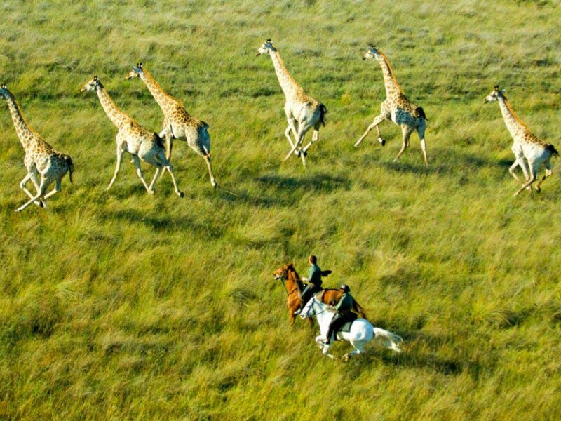 Horse safari group approaching elephants in the Abu Concession Okavango Delta