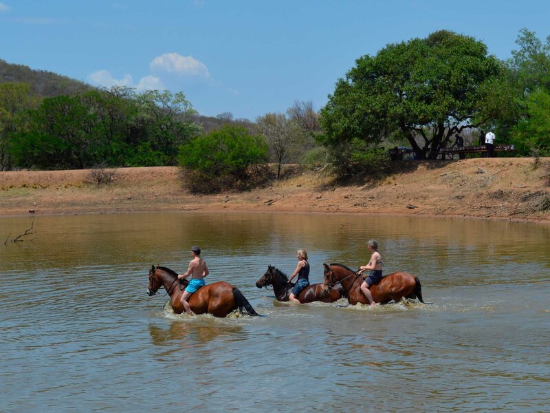 Golden grasslands of the Waterberg region at Ant’s Nest equestrian safari lodge