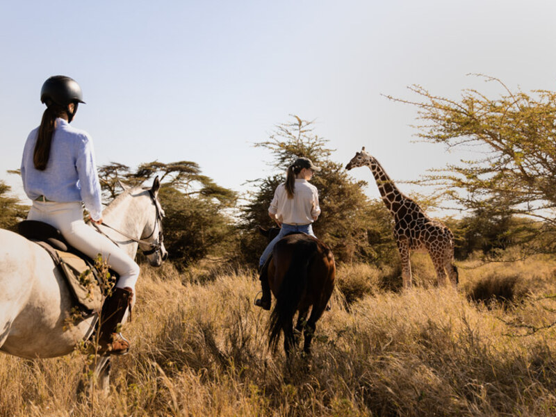 White rhino on the Lewa Conservancy plains — home to over 215 rhinos