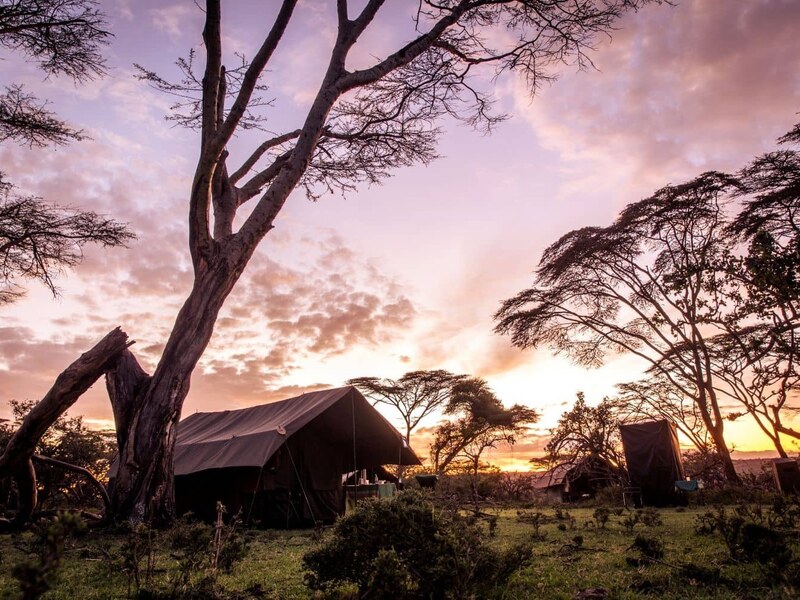 Wildebeest grazing on the Mara plains during the Great Migration season