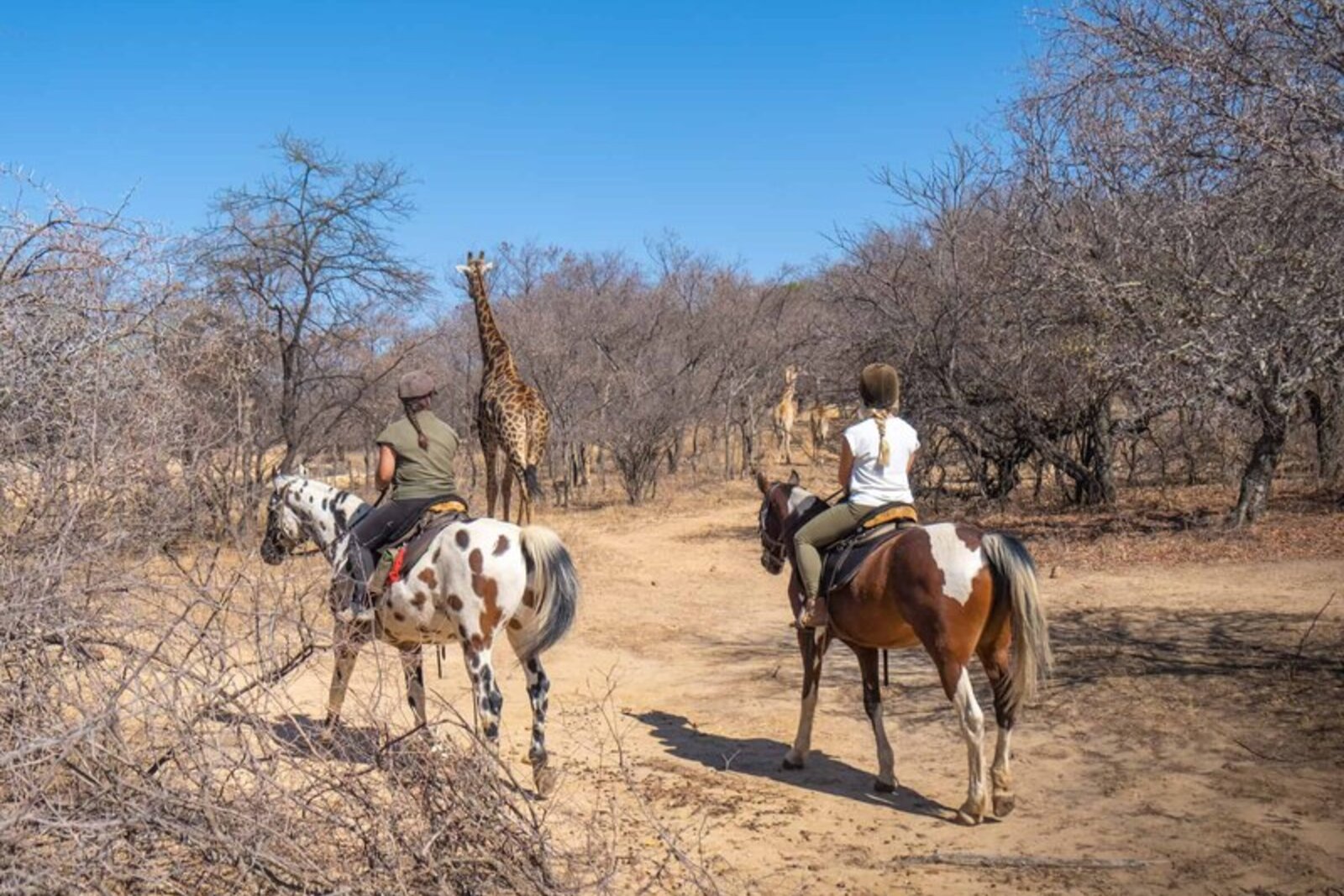 Riders passing a giraffe on the open bushveld plains of Ant's Nest in the Waterberg