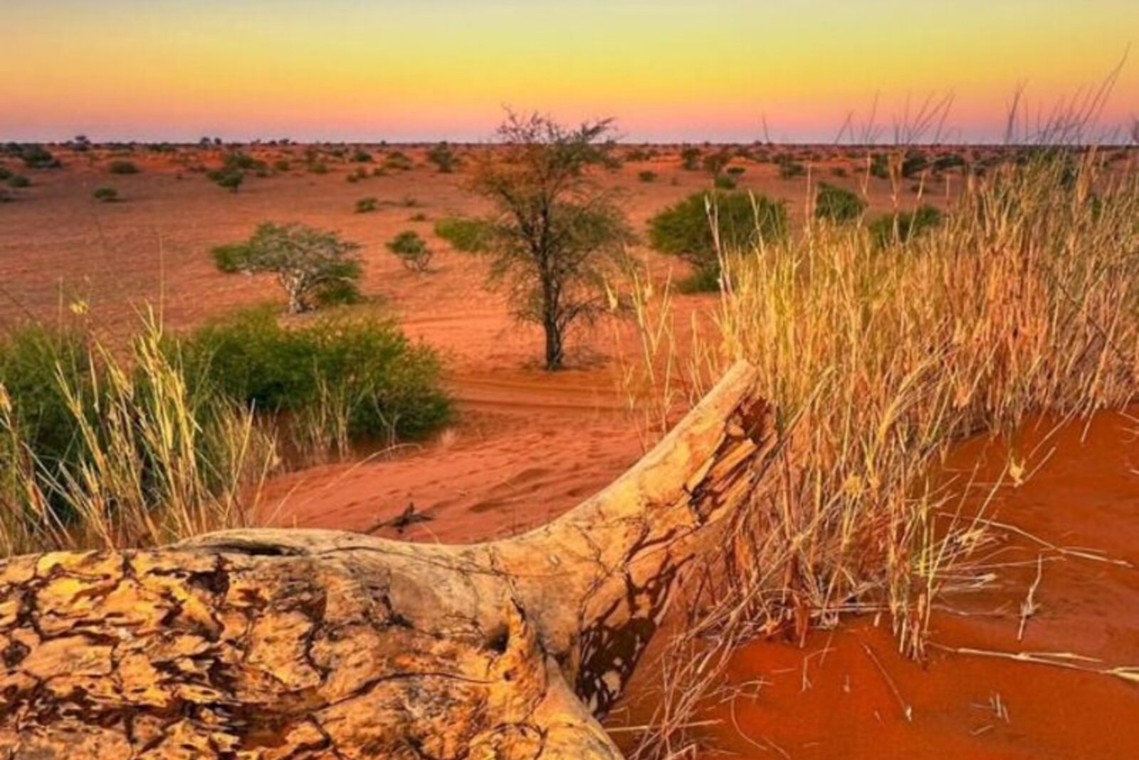 Red Kalahari dunes and camelthorn at Tswalu, South Africa's largest private reserve