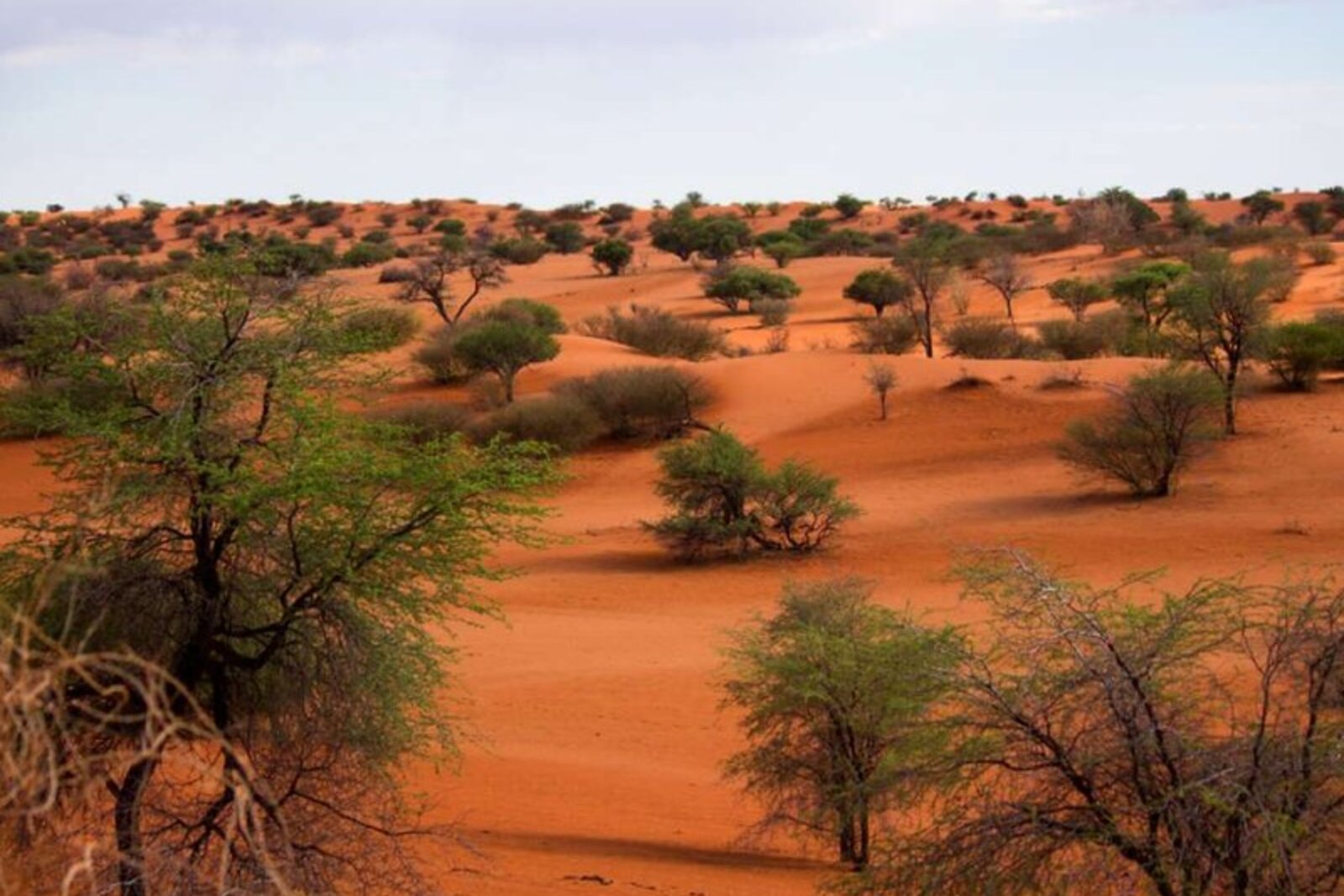 Red dunes dotted with desert bush in the southern Kalahari at Tswalu