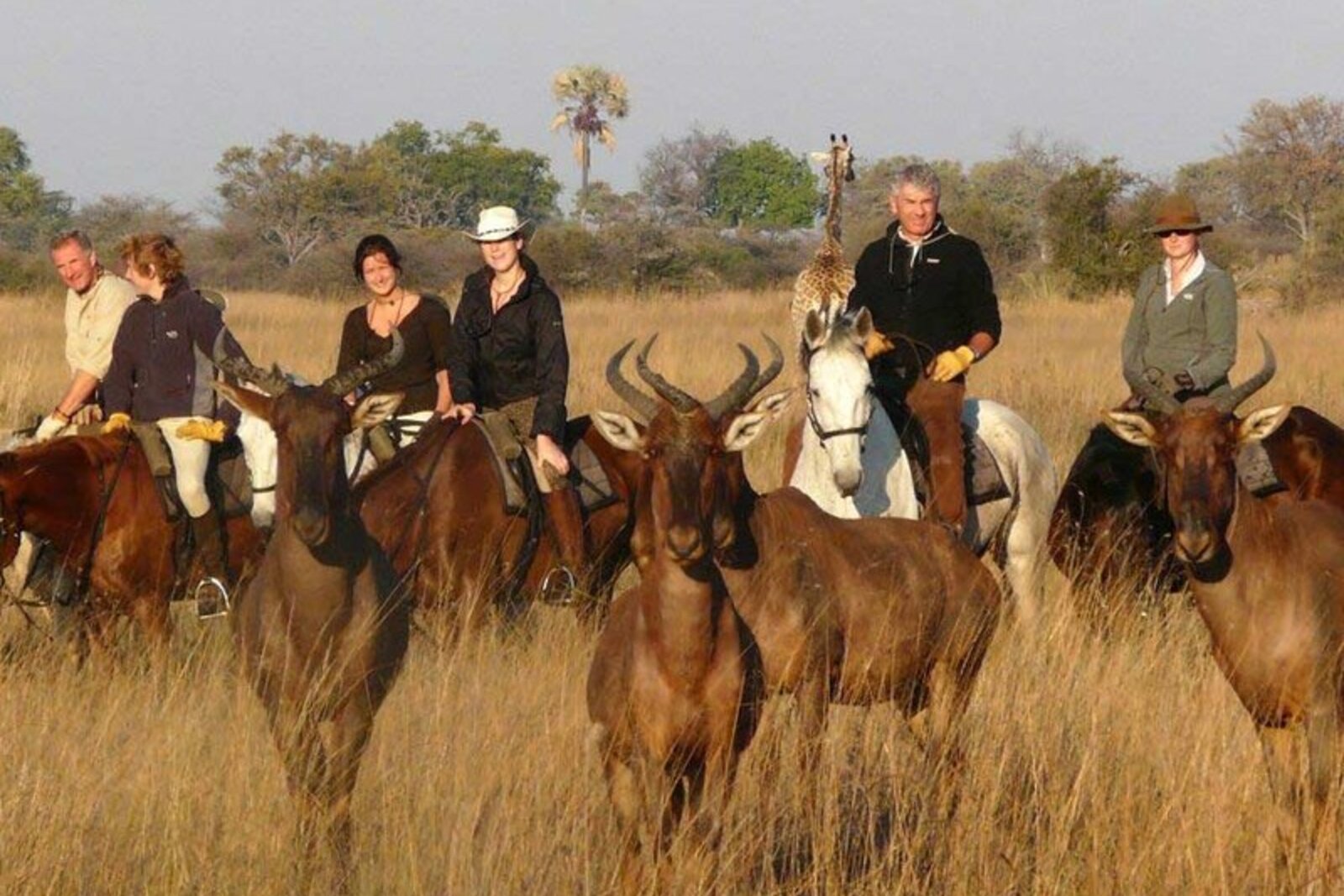 Riders cantering among a herd of antelope in the malaria-free Waterberg